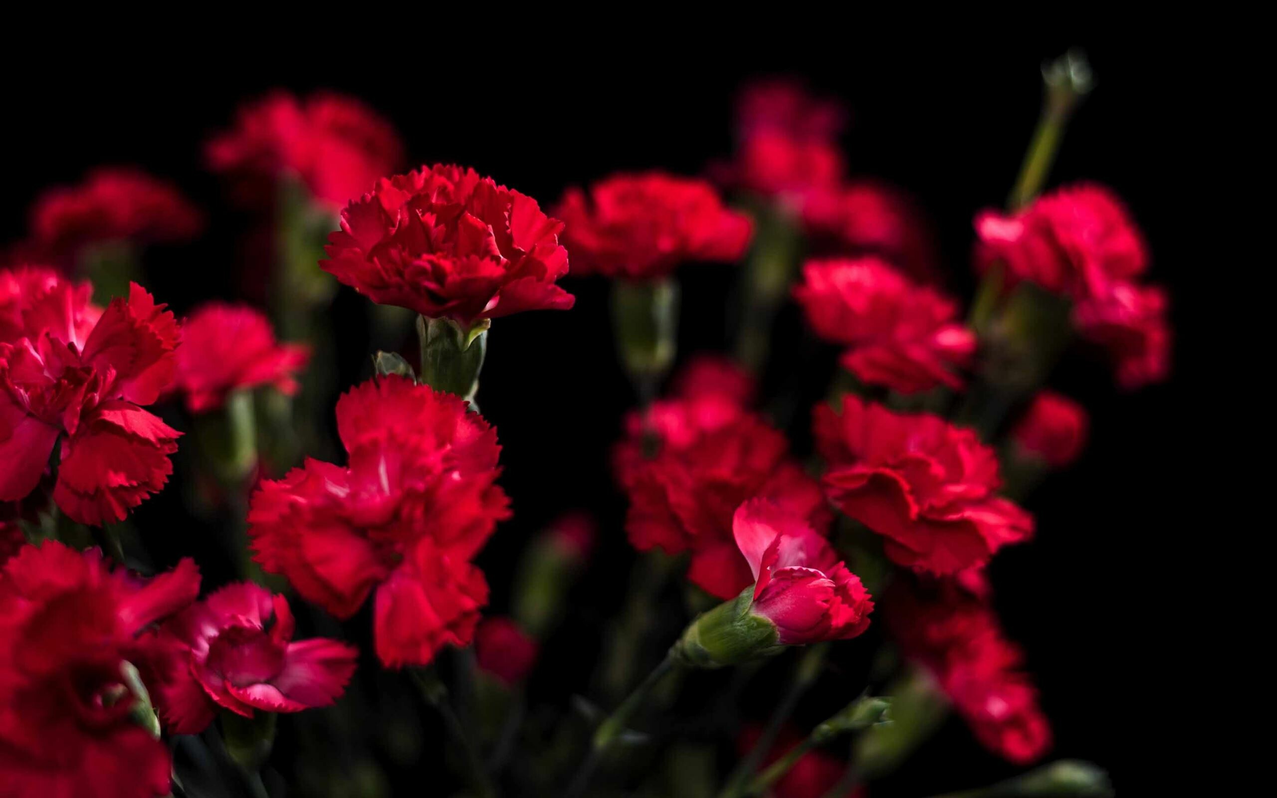 Best carnations wallpapers, Free hd download, Floral beauty, Nature's marvel, 2560x1600 HD Desktop