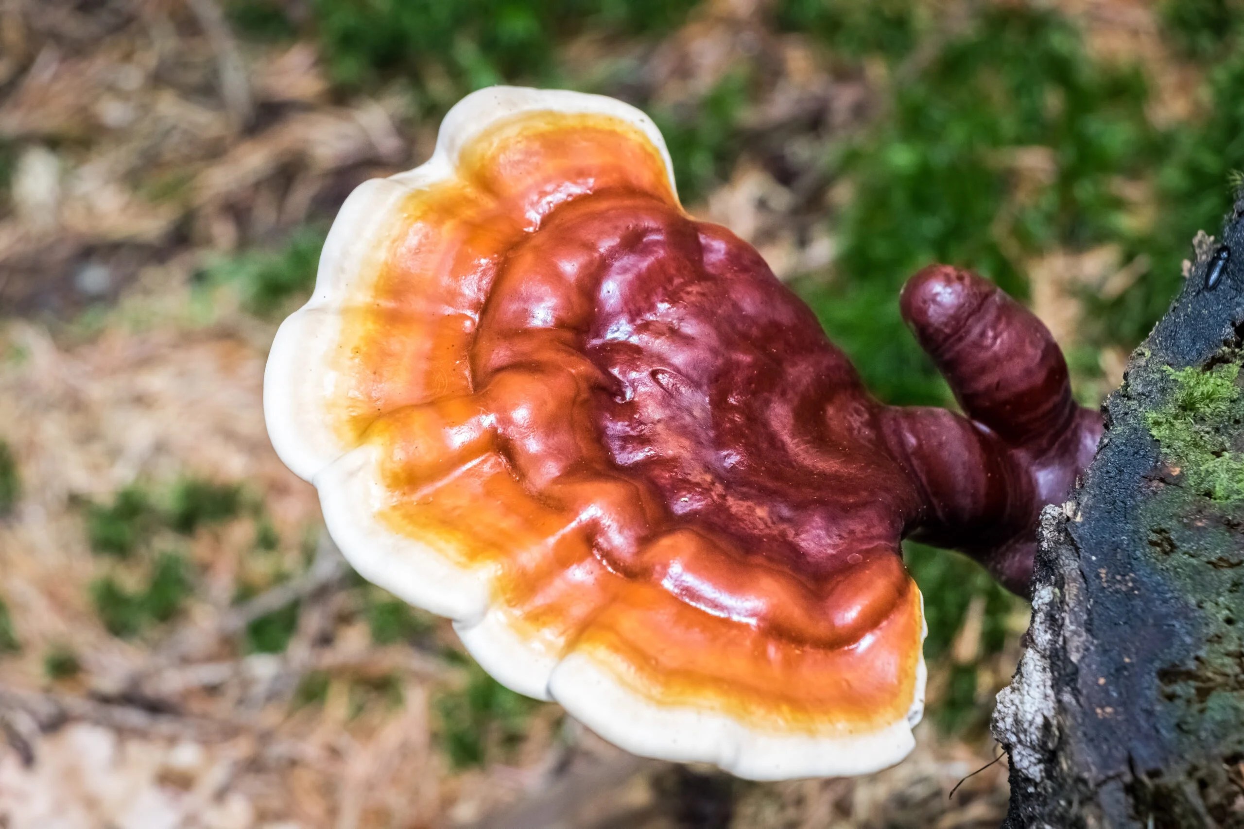 Medicinal mushrooms, Powerful pricey, Smart people, Rotten things, 2560x1710 HD Desktop