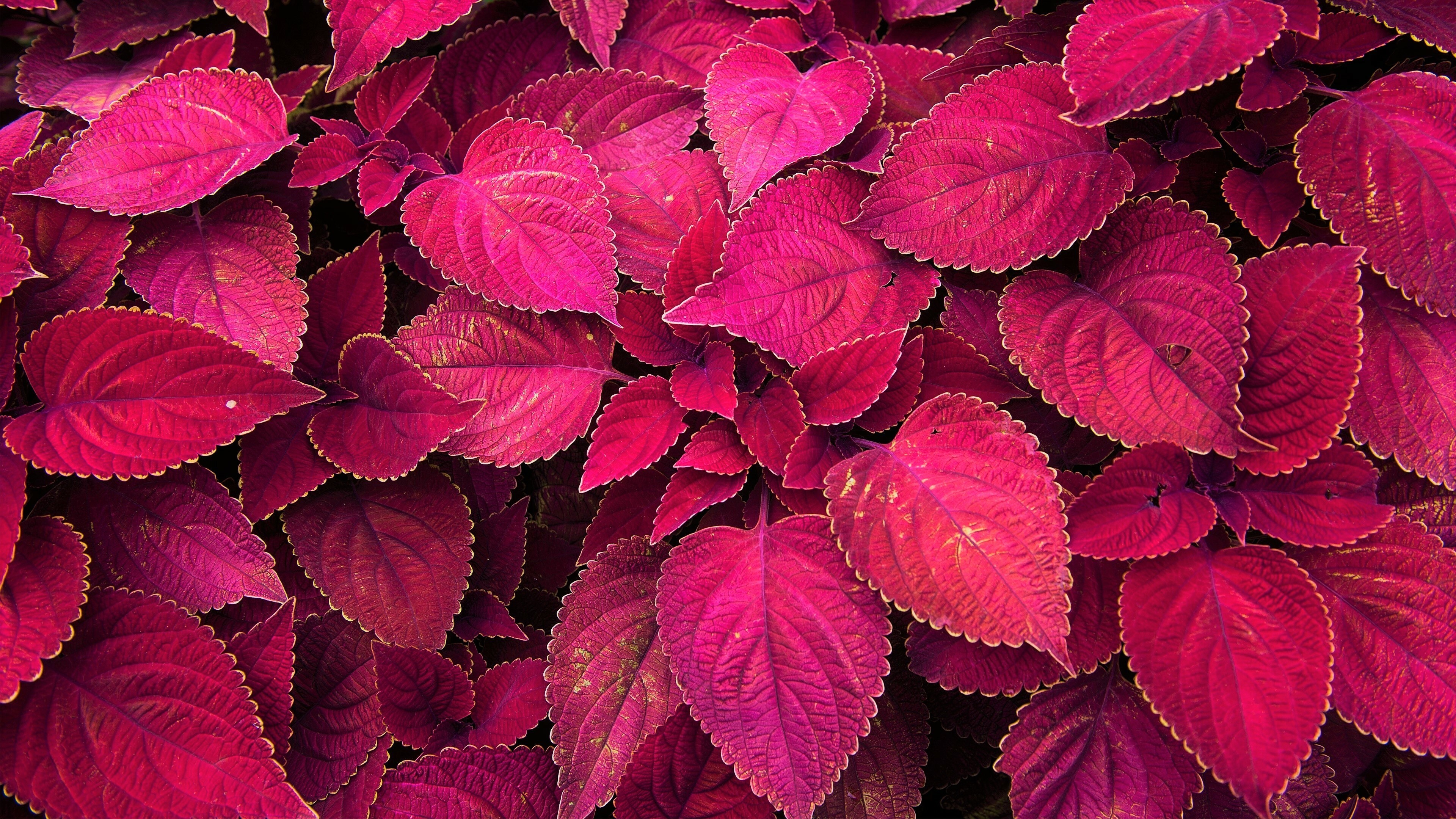 Coleus, Leaves Wallpaper, 3840x2160 4K Desktop