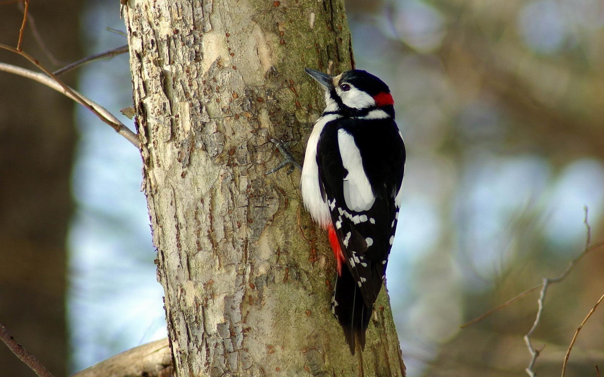 Woodpecker wallpaper, High-resolution image, Desktop background, Visual appeal, 1920x1200 HD Desktop