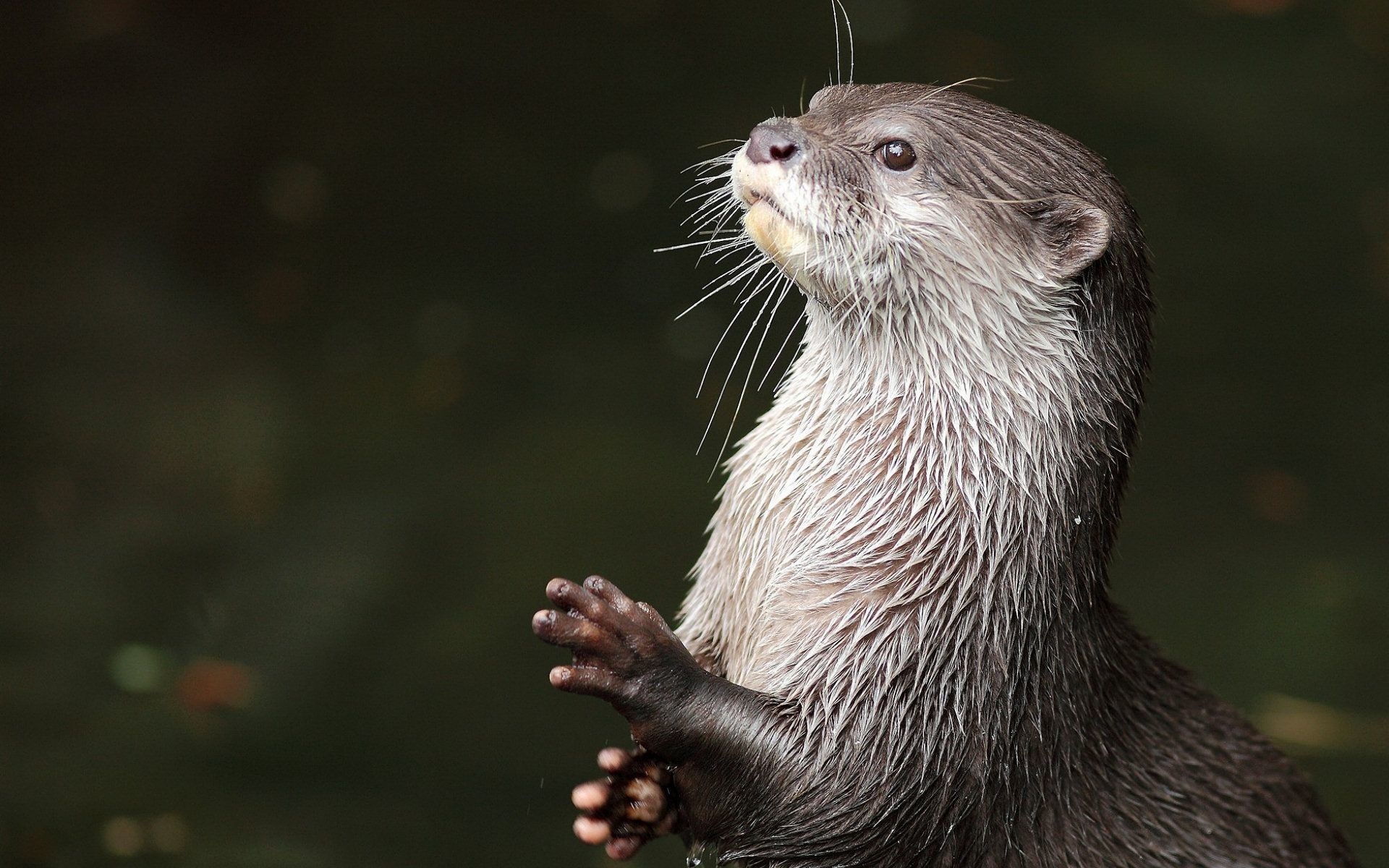 HD otter wallpapers, Stunning wildlife portraits, Nature's acrobats, Admire their agility, 1920x1200 HD Desktop