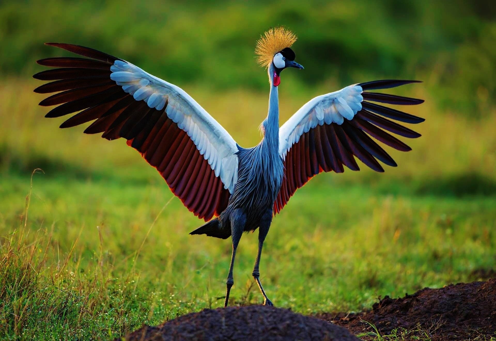 Grey crowned crane, Birds wallpaper, HD animals, Elegant bird, 1920x1330 HD Desktop