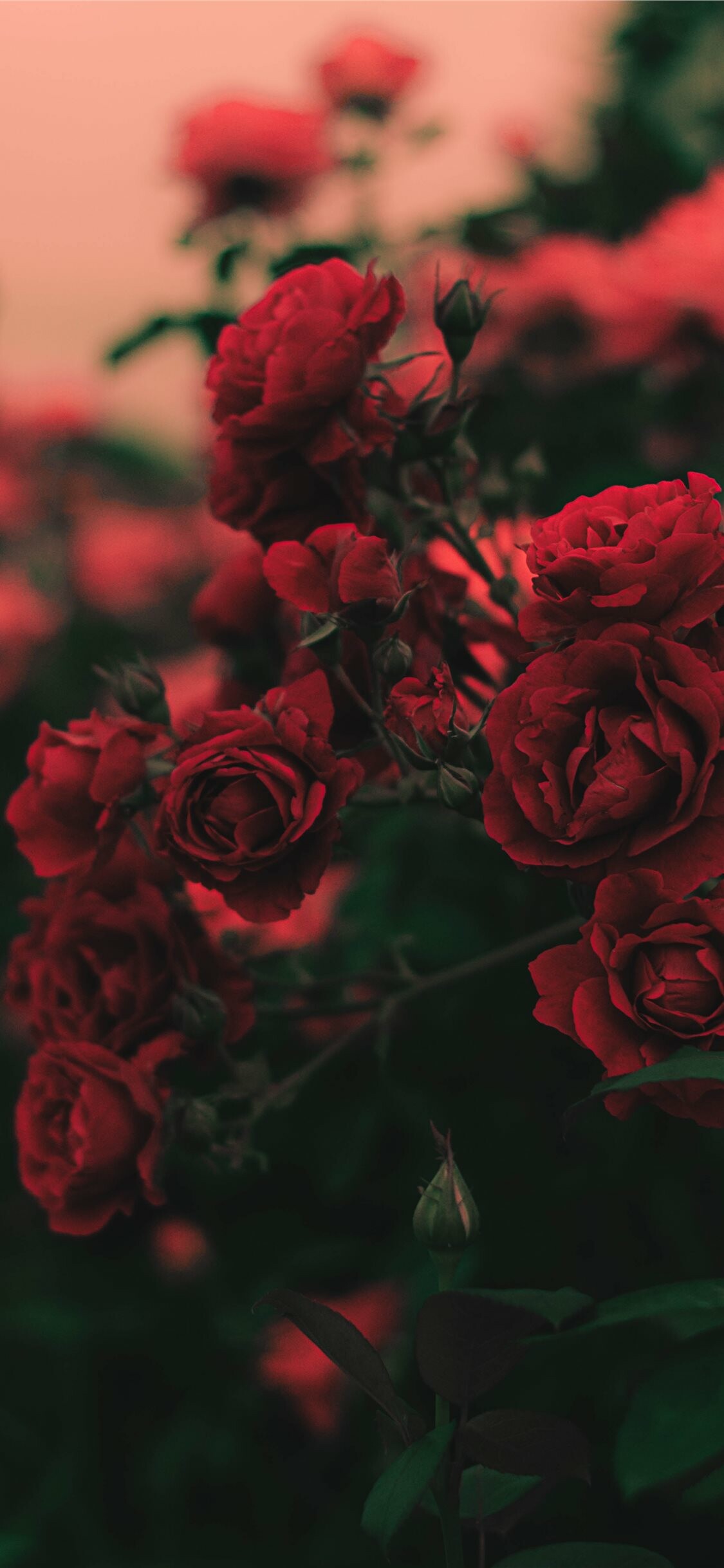 Garden Roses, Roses Wallpaper, 1130x2440 HD Phone