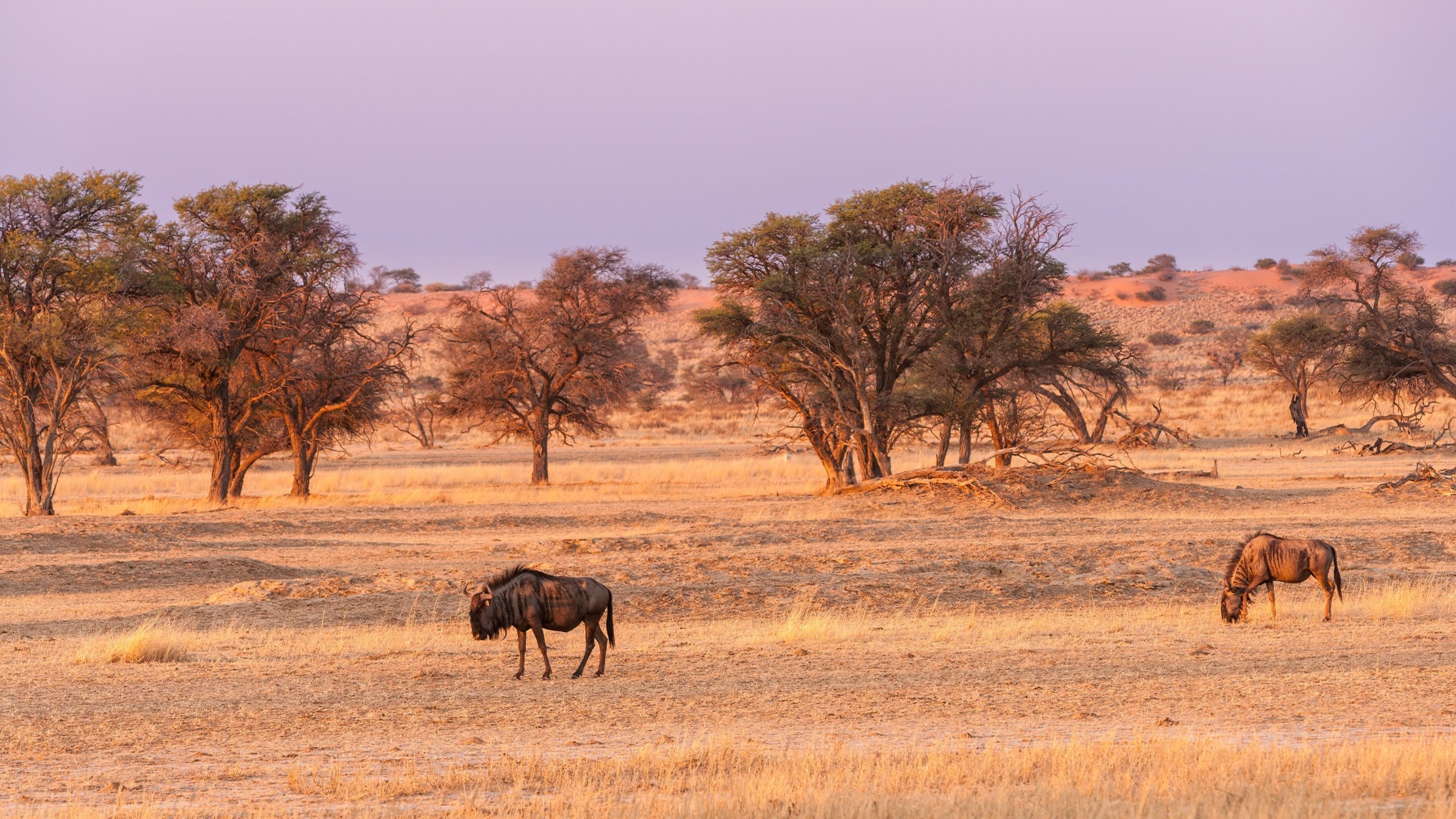 Kalahari Desert, Best of the desert, Traveler master, 2560x1440 HD Desktop