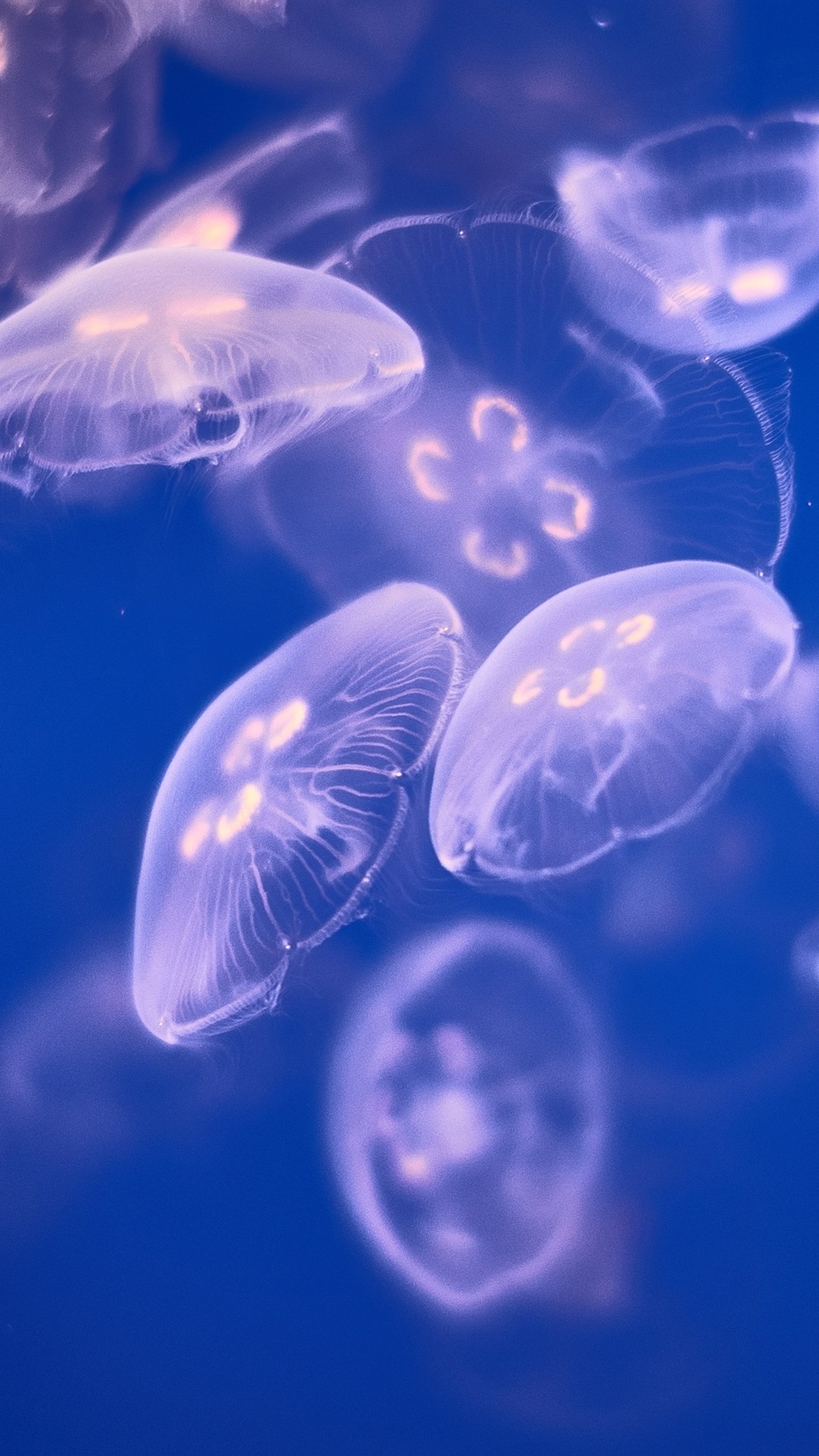 Gorgeous jellyfish iPhone wallpaper, Captivating mobile background, Serene marine life, Ethereal imagery, 1080x1920 Full HD Phone