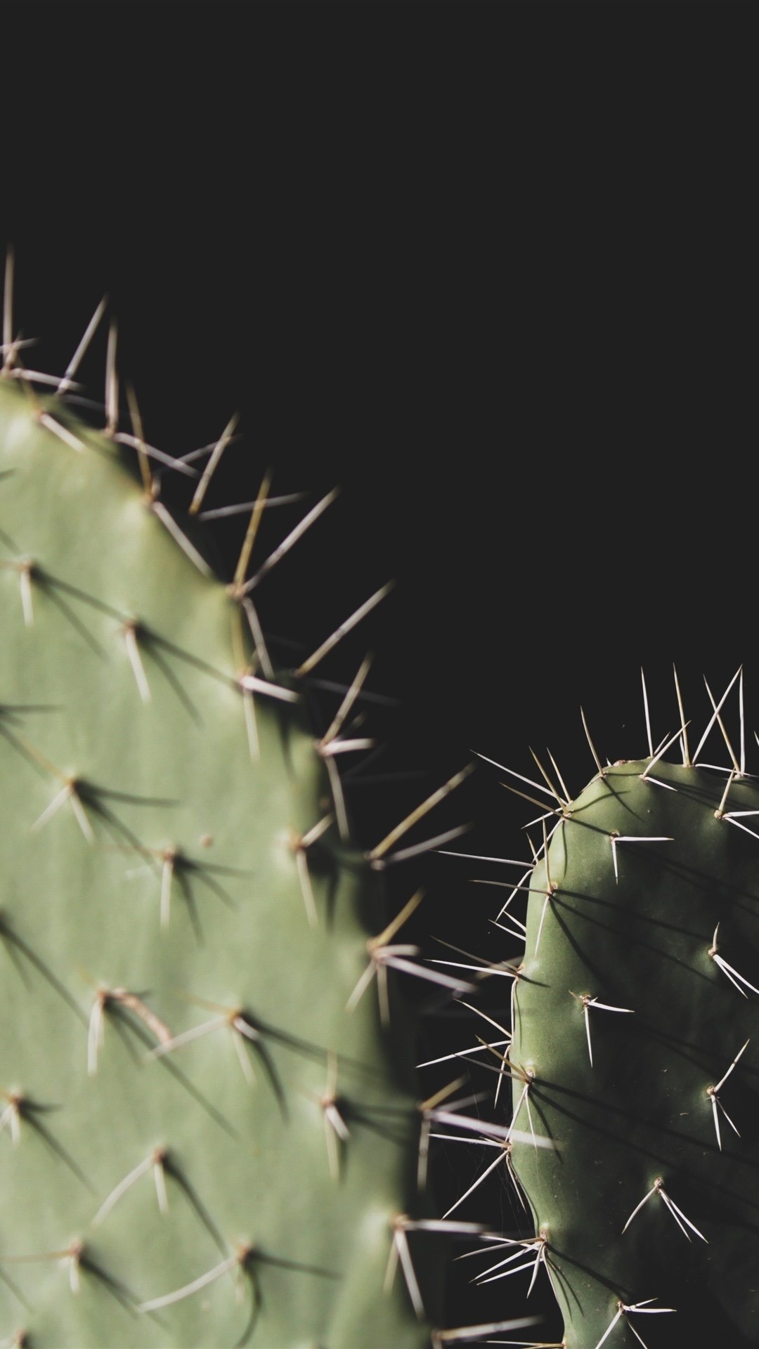 Cactus, Captivating iPhone wallpapers, Nature's beauty, Desert splendor, 1080x1920 Full HD Phone
