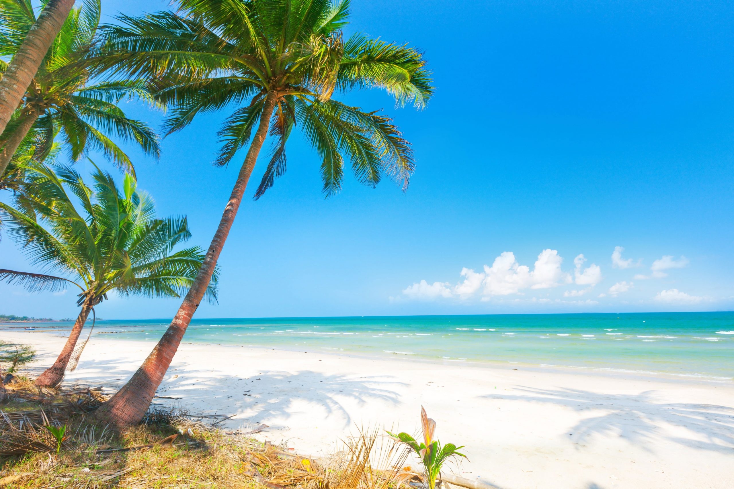 Leaning coconut palm tree, White sand beach, Turquoise tropical ocean, HD Desktop wallpaper