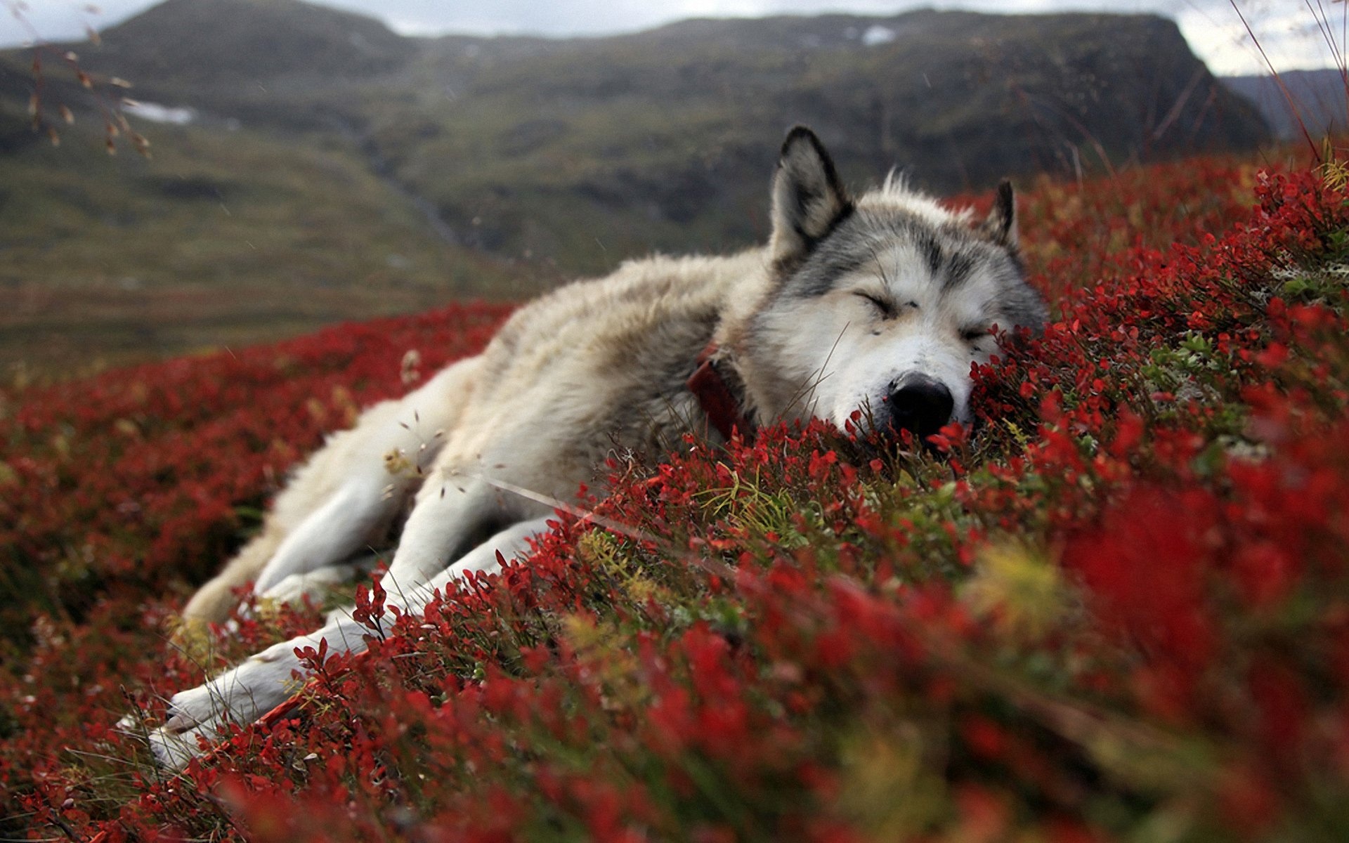 Alaska HD wallpapers, stunning backgrounds, nature's beauty, Alaska travels, 1920x1200 HD Desktop