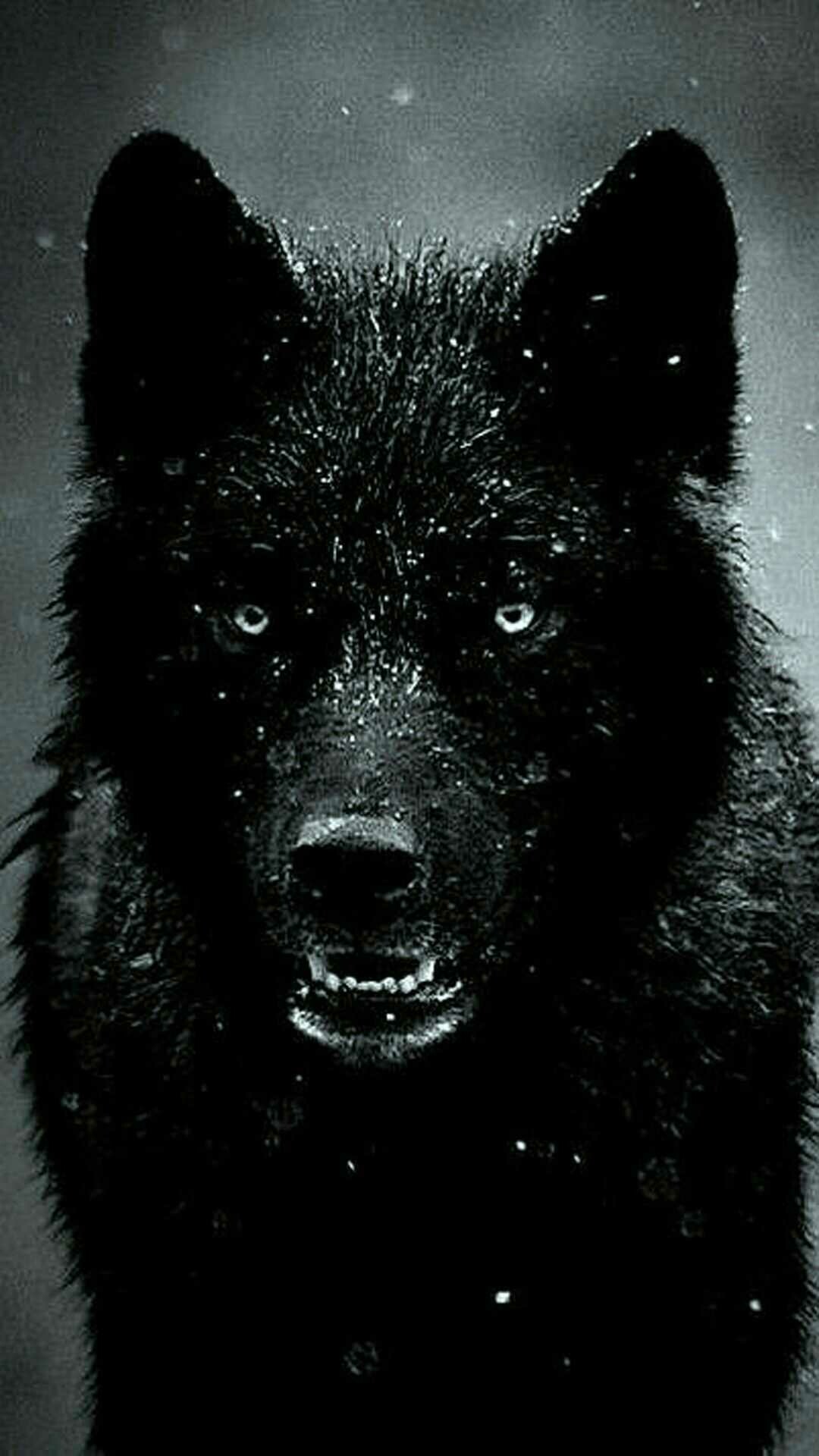 4K wolf wallpaper, Ultra HD portrait, Stunning clarity, Immersive experience, 1080x1920 Full HD Phone