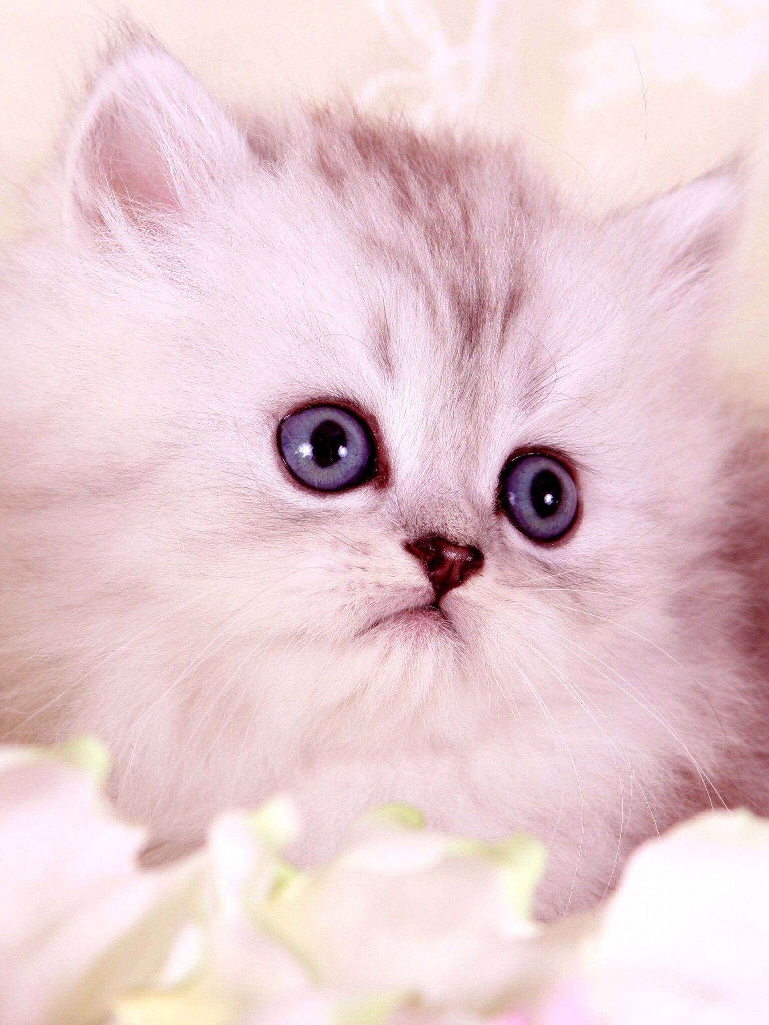 Lovely Persian cats, Friendly and charming, Adorable cat wallpapers, High-definition images, 1540x2050 HD Phone