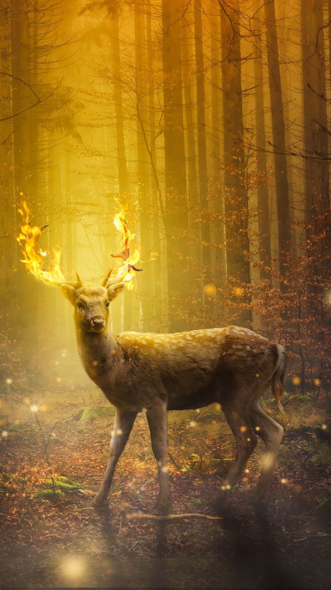Deer wallpapers, top best quality, 1080x1920 Full HD Phone