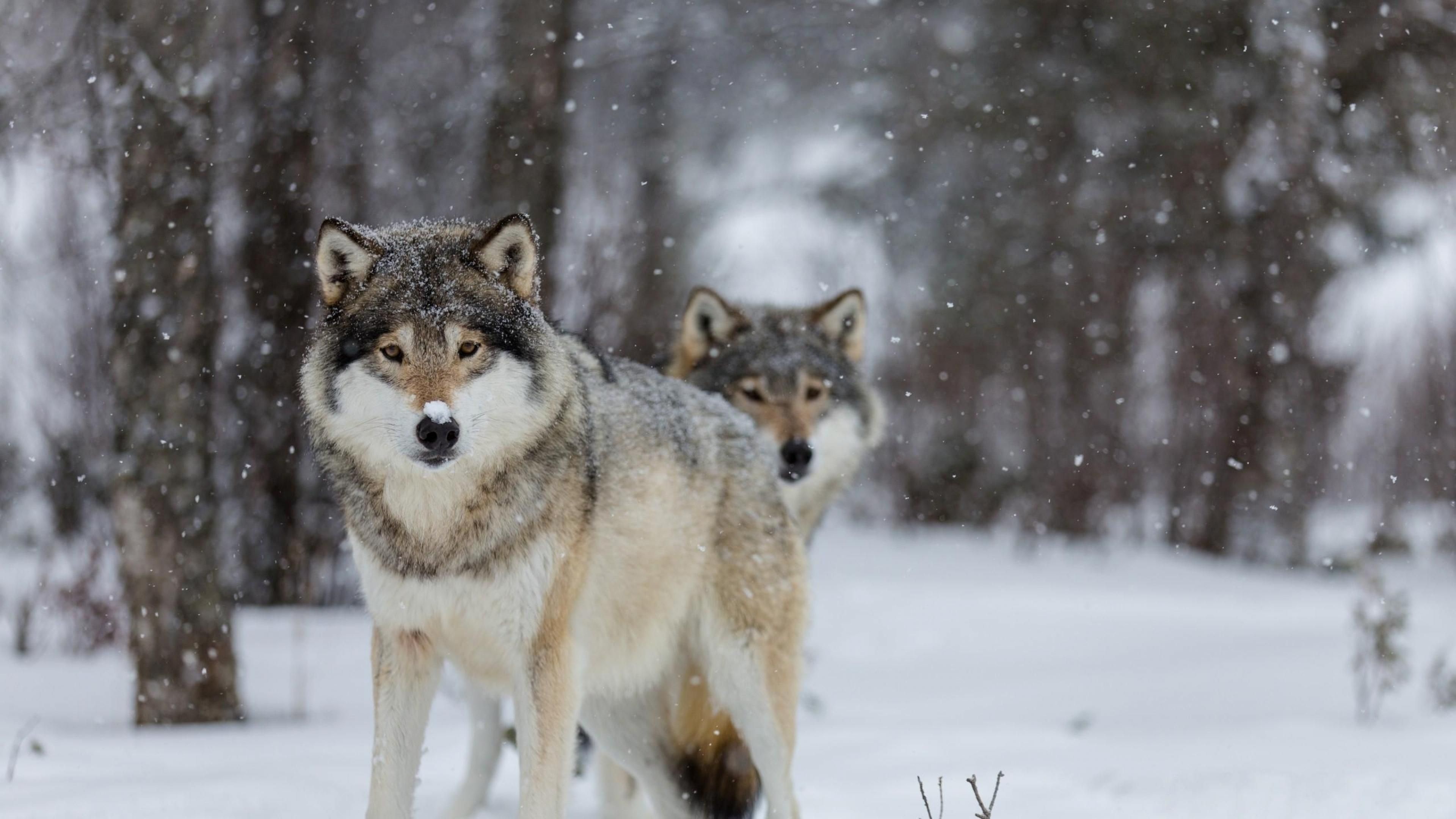 Gray Wolf, Wolf 3840x2160 wallpapers, Top free, Backgrounds, 3840x2160 4K Desktop
