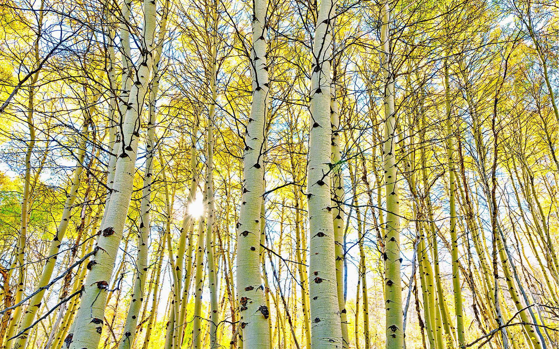 Aspen Tree, Autumn sun, Birch forest, Magical atmosphere, 1920x1200 HD Desktop