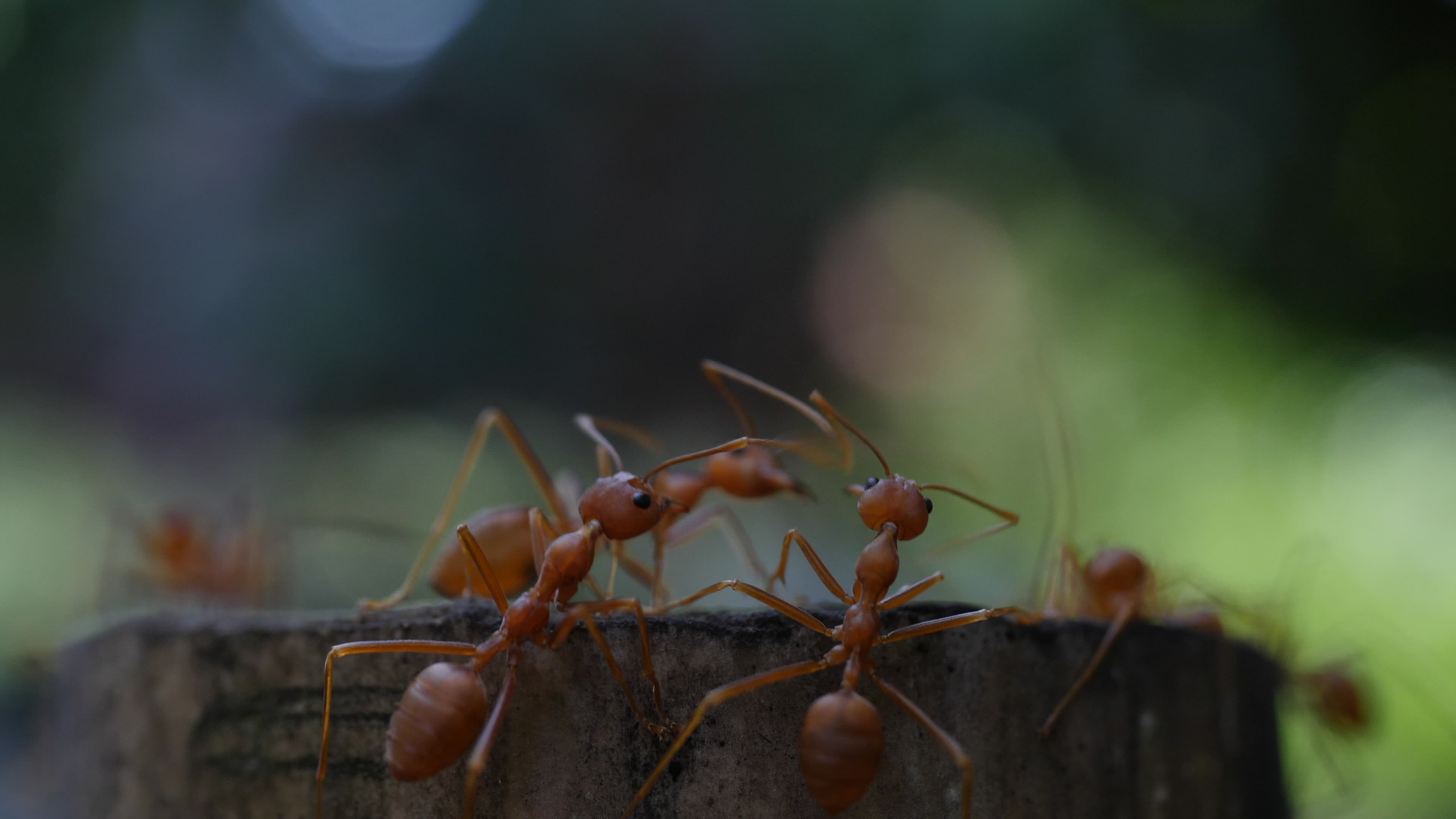 Asian weaver, Ant Wallpaper, 3840x2160 4K Desktop
