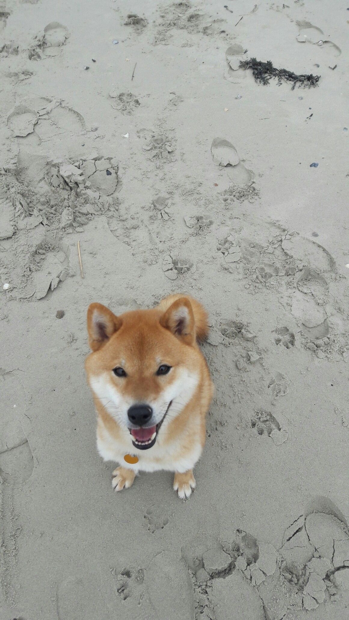 Best of the best, Canine companions, Unconditional love, Animal adoration, 1170x2070 HD Phone