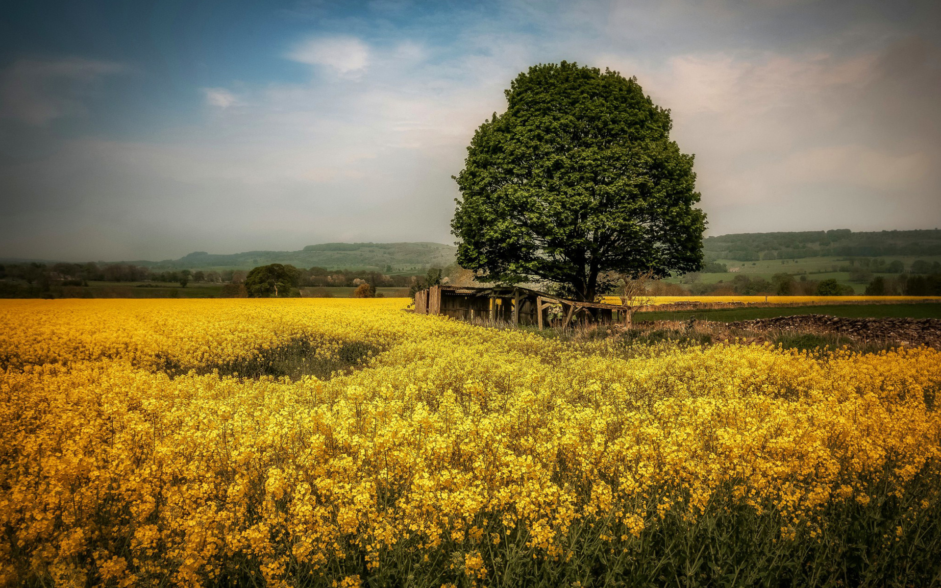 Belarus, Field, Widescreen wallpaper, Tranquil scenery, 1920x1200 HD Desktop