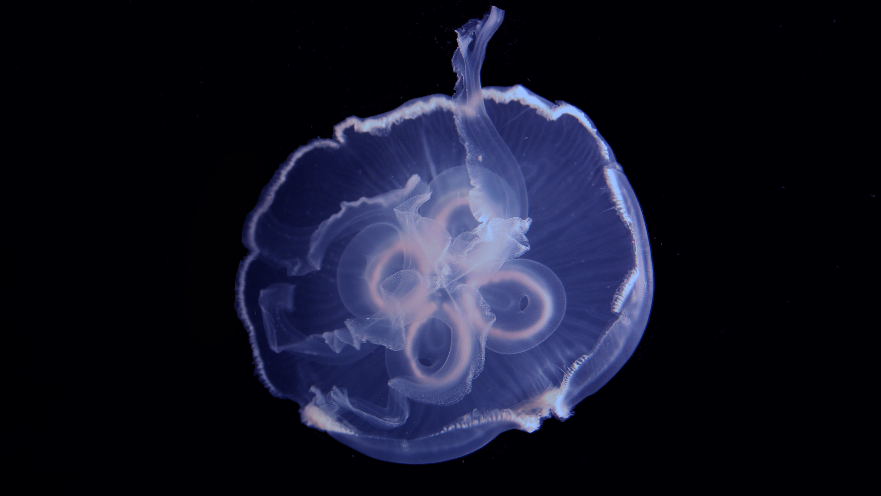 Jellyfish in the ocean, Swimming walls of water, Mysterious behavior, Unique adaptation, 3000x1690 HD Desktop