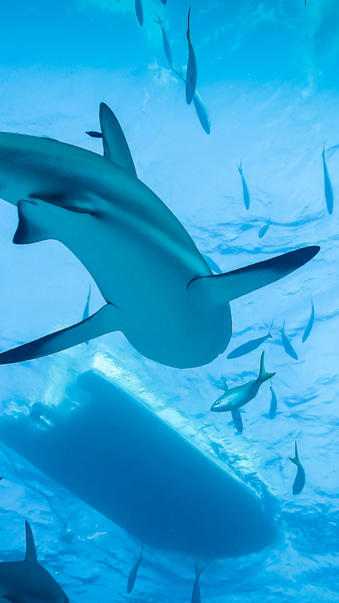 Org21sharks, Swimming with sharks, 1080x1920 Full HD Phone