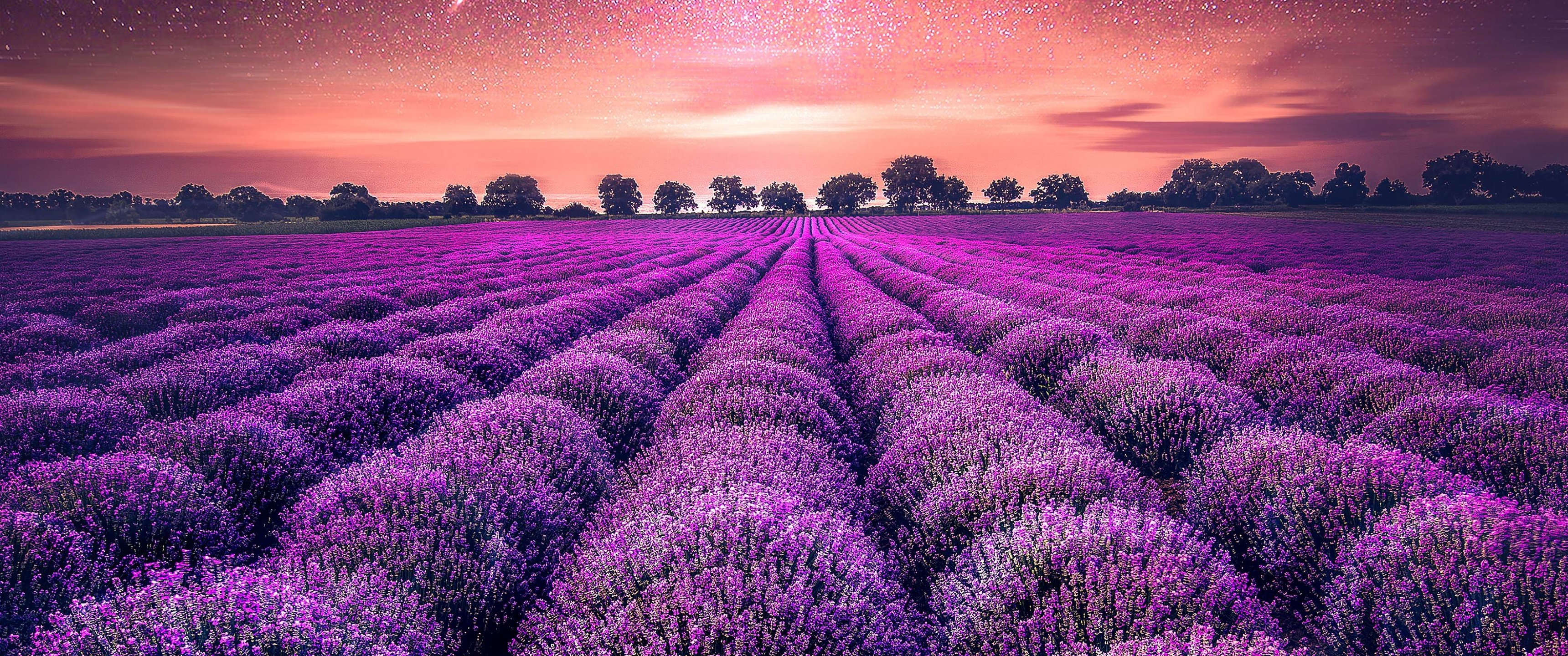 Lavender farm wallpaper, 4K resolution, Sunset sky, Natural scenery, 3440x1440 Dual Screen Desktop