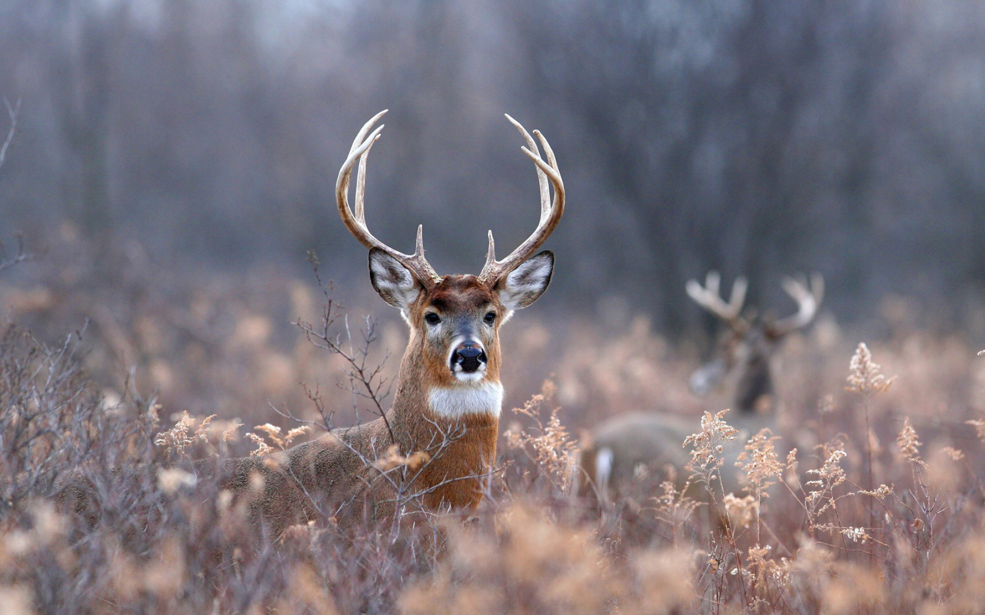 Deer wallpaper, Animal wallpapers, Serene scene, Nature's wonder, 1920x1200 HD Desktop