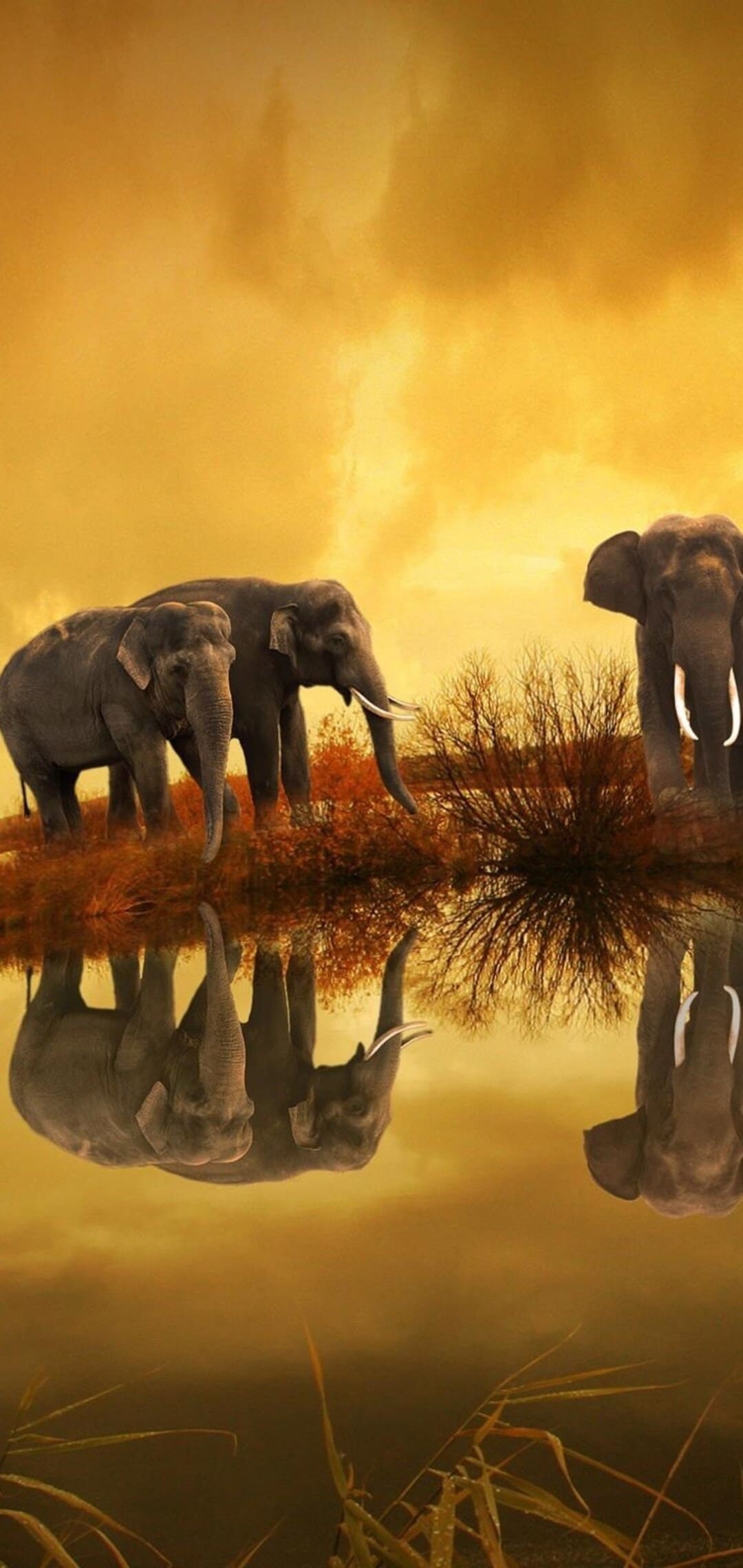 Africa, Aesthetic wallpaper, Ultra HD, Android download, 1080x2280 HD Phone