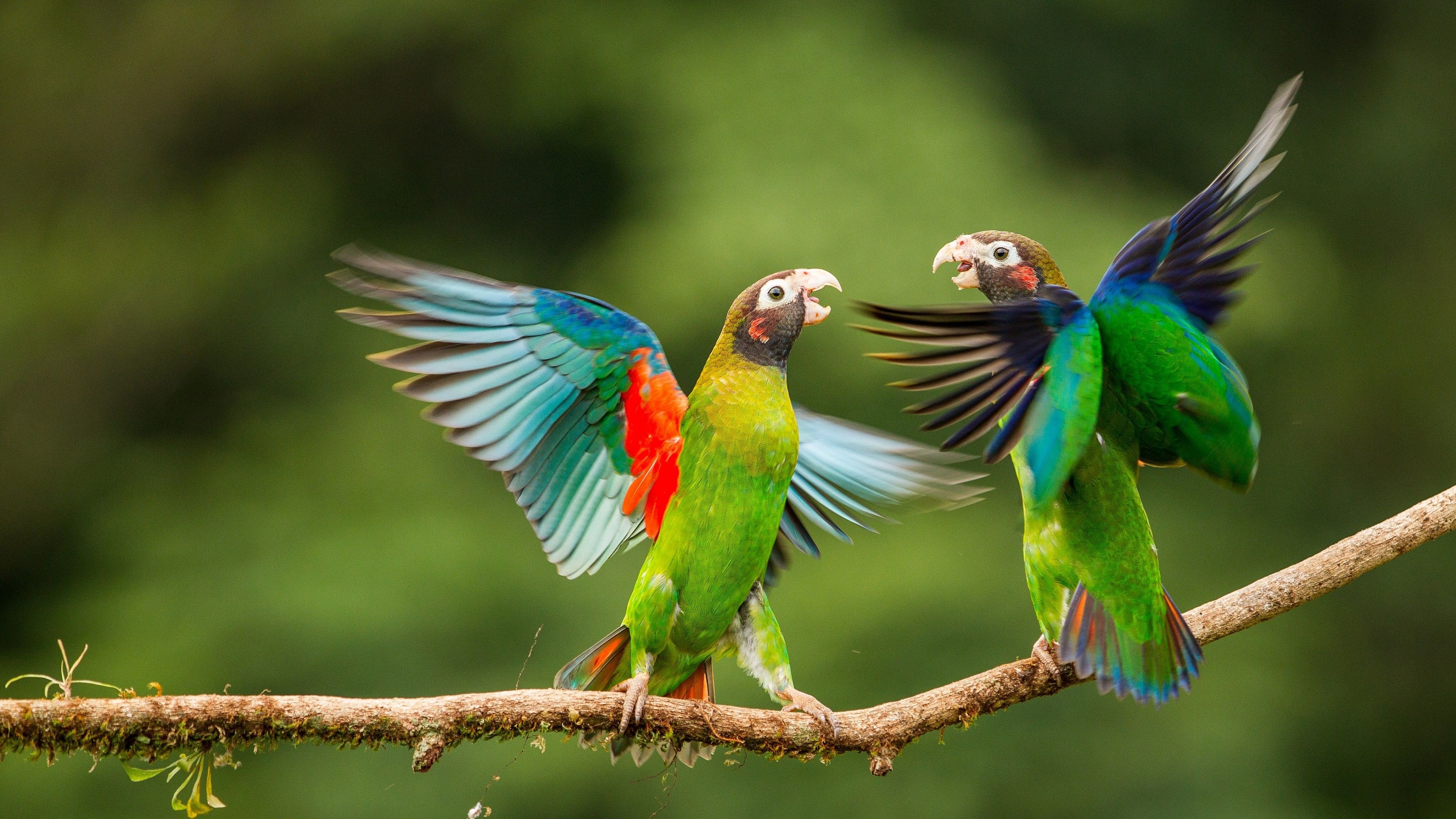 Parrots laptop wallpapers, Desktop backgrounds, HD, Colorful, 3840x2160 4K Desktop