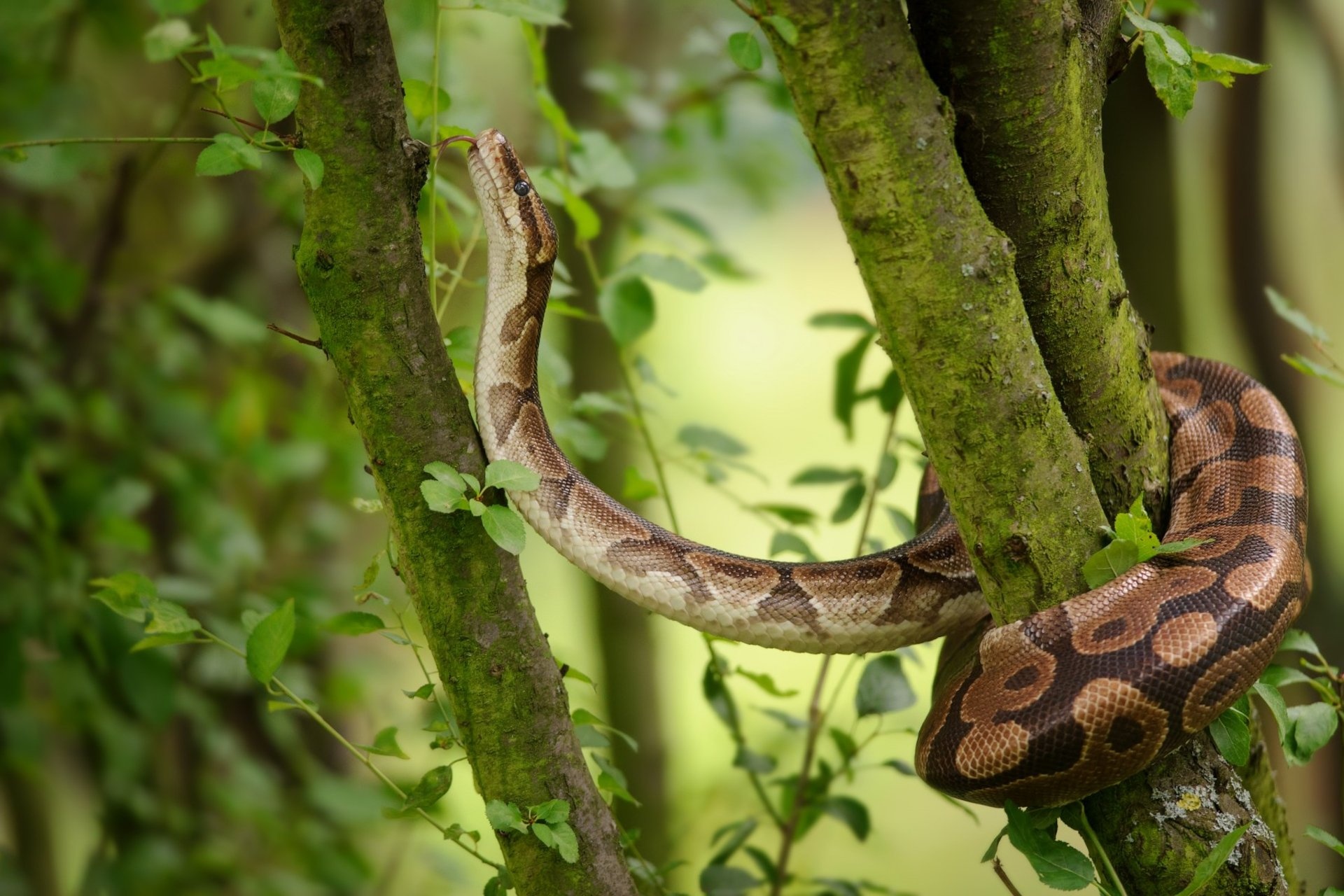 Python majesty, Stunning serpent, Captivating creature, Mesmerizing scale pattern, 1920x1280 HD Desktop