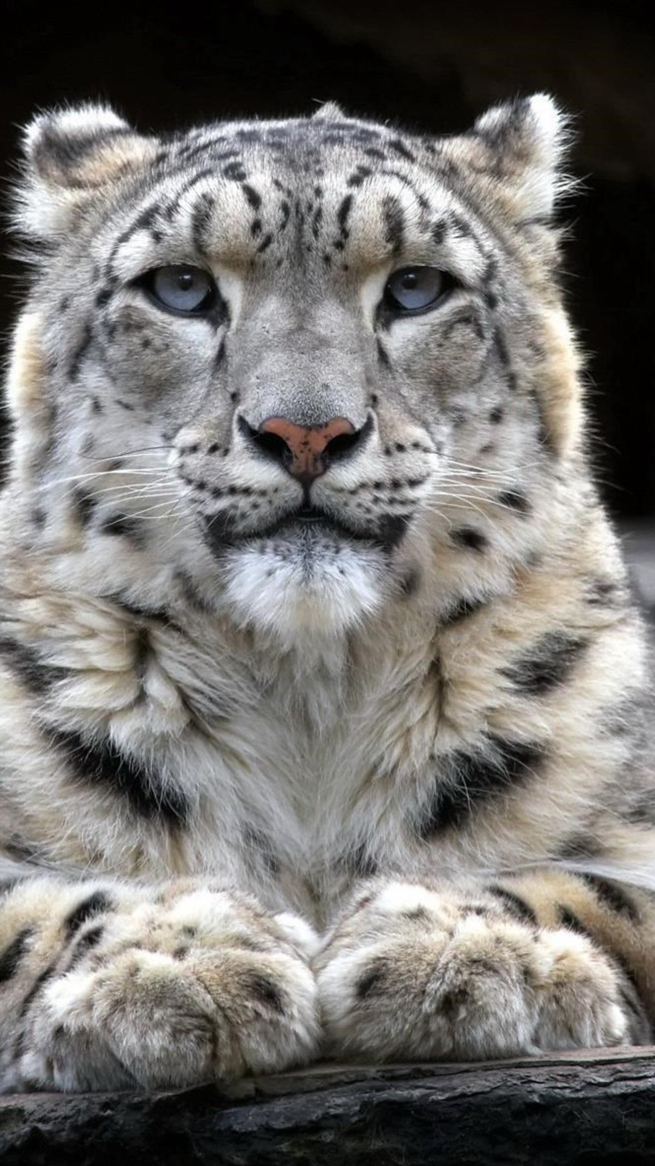 Snow leopard 2 sony, Xperia x xz, Z5 premium hd, 2160x3840 4K Phone