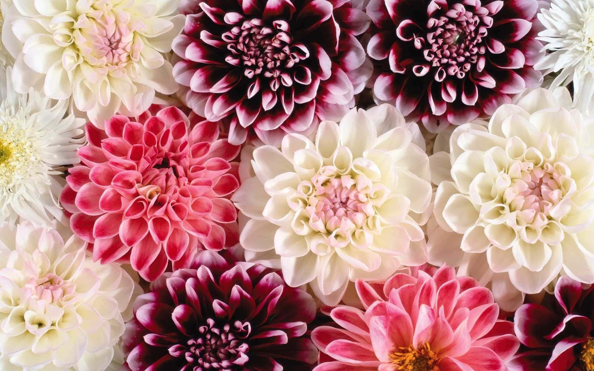 Dahlias, Nice Wallpaper, 1920x1200 HD Desktop