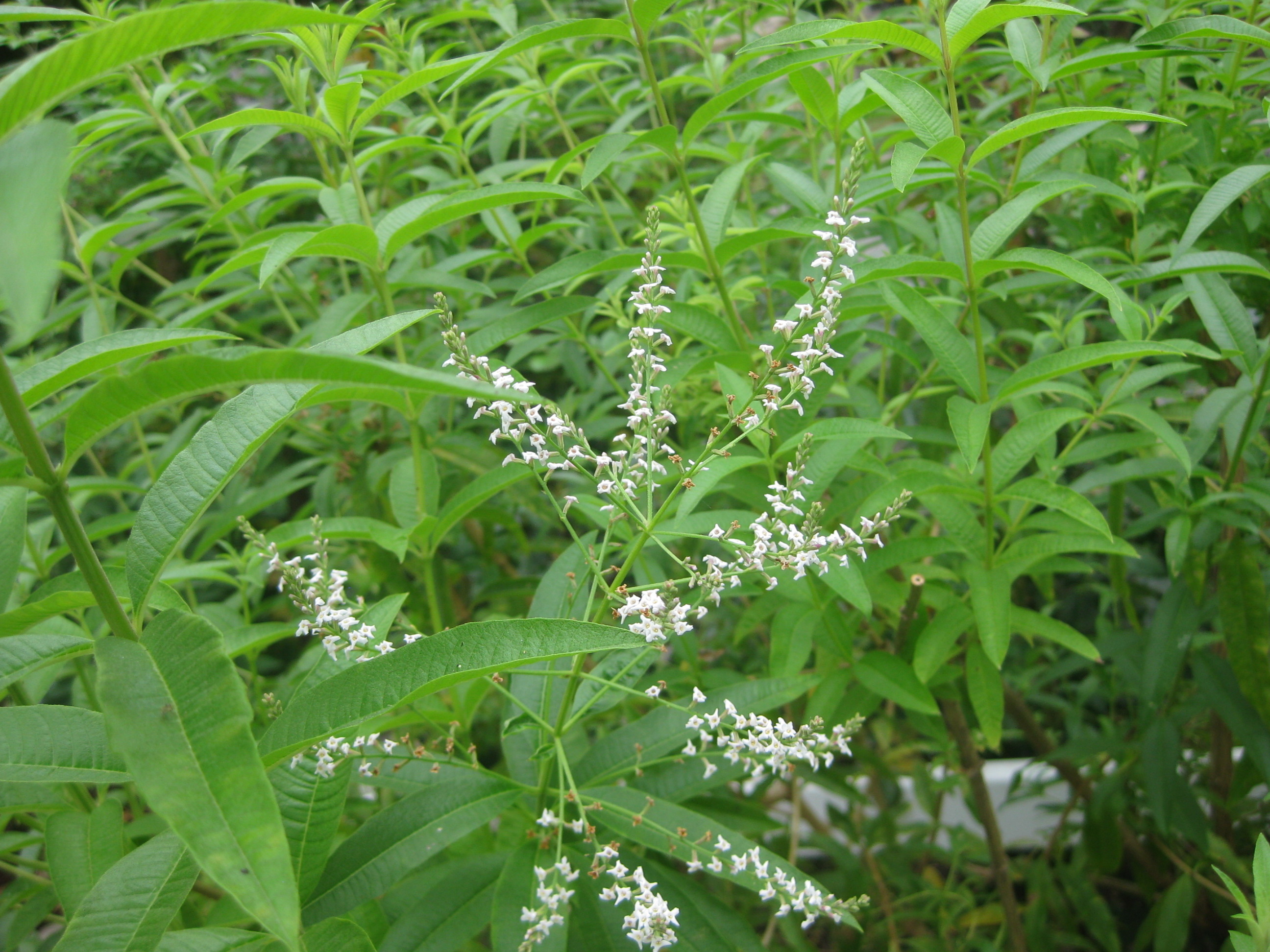 Lemon verbena, Must-have plant, Fragrant leaves, Herbal remedy, 2600x1950 HD Desktop