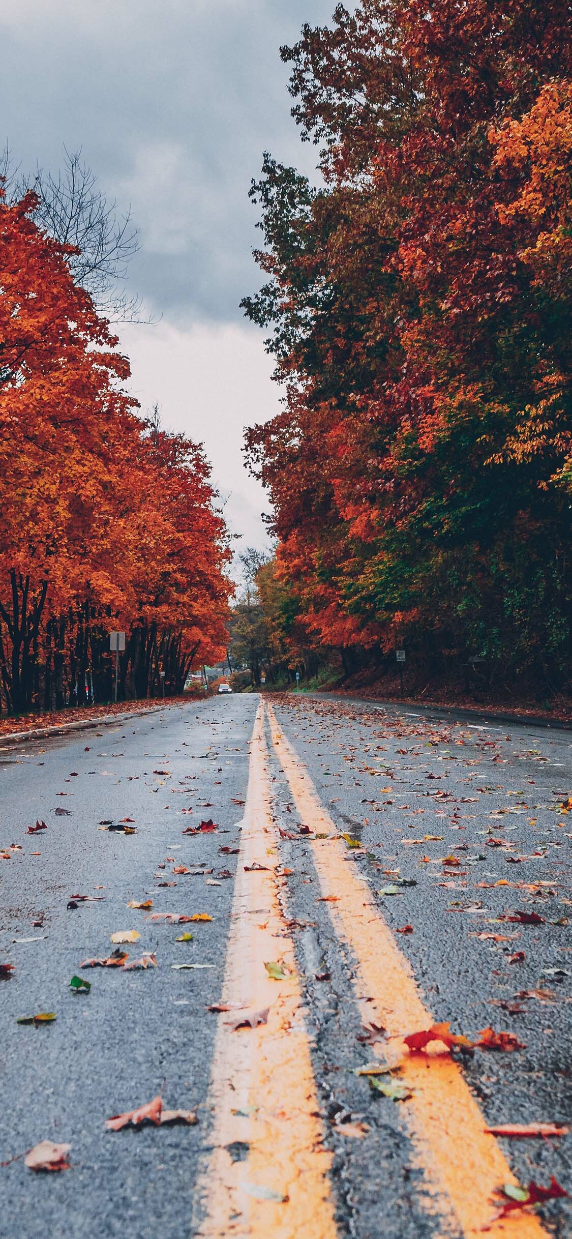 Road, Autumn Wallpaper, 1130x2440 HD Phone