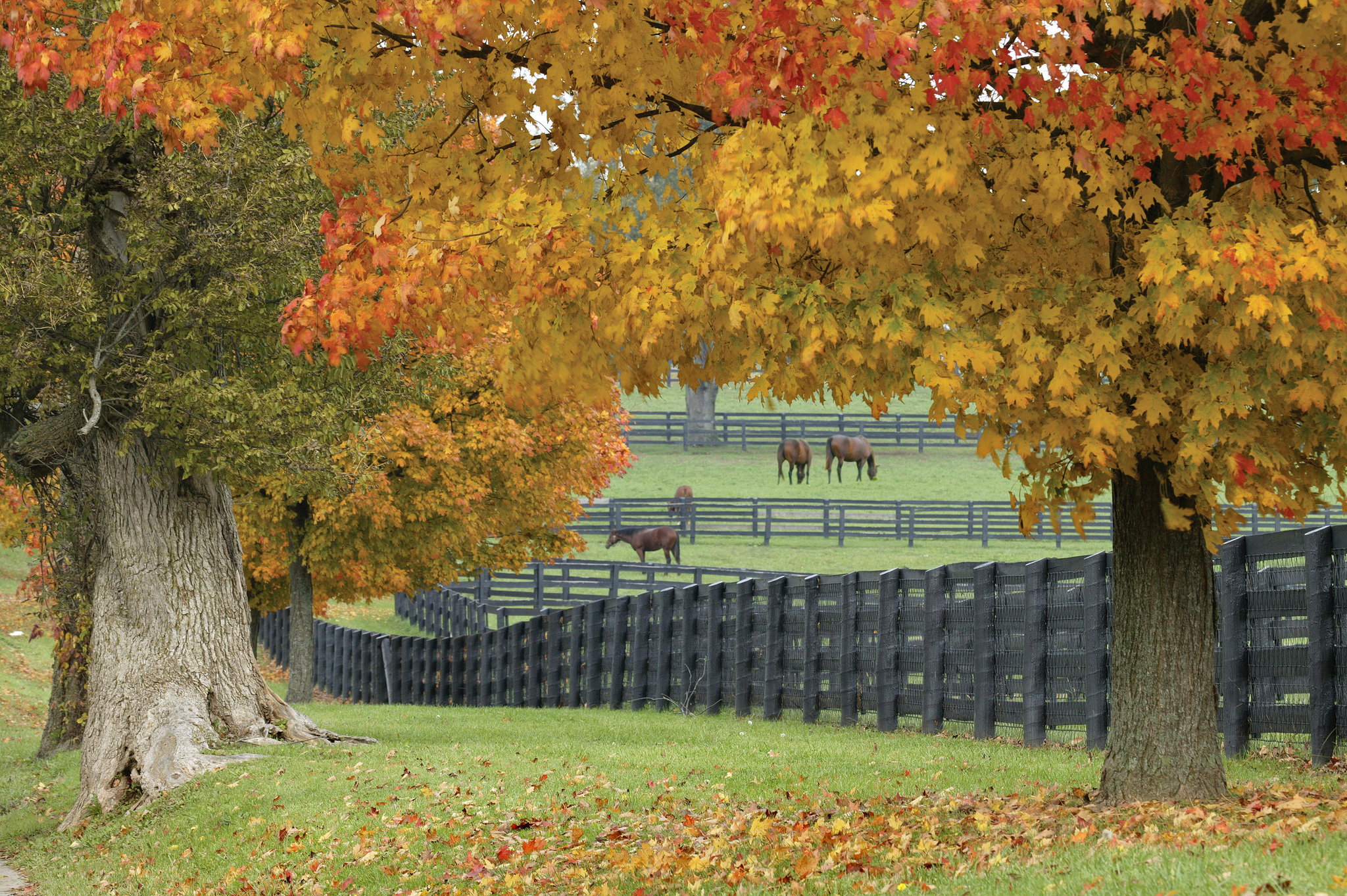 Lexington travels, Selfies with American Pharoah, Bourbon tasting, New Kentucky, 2050x1370 HD Desktop