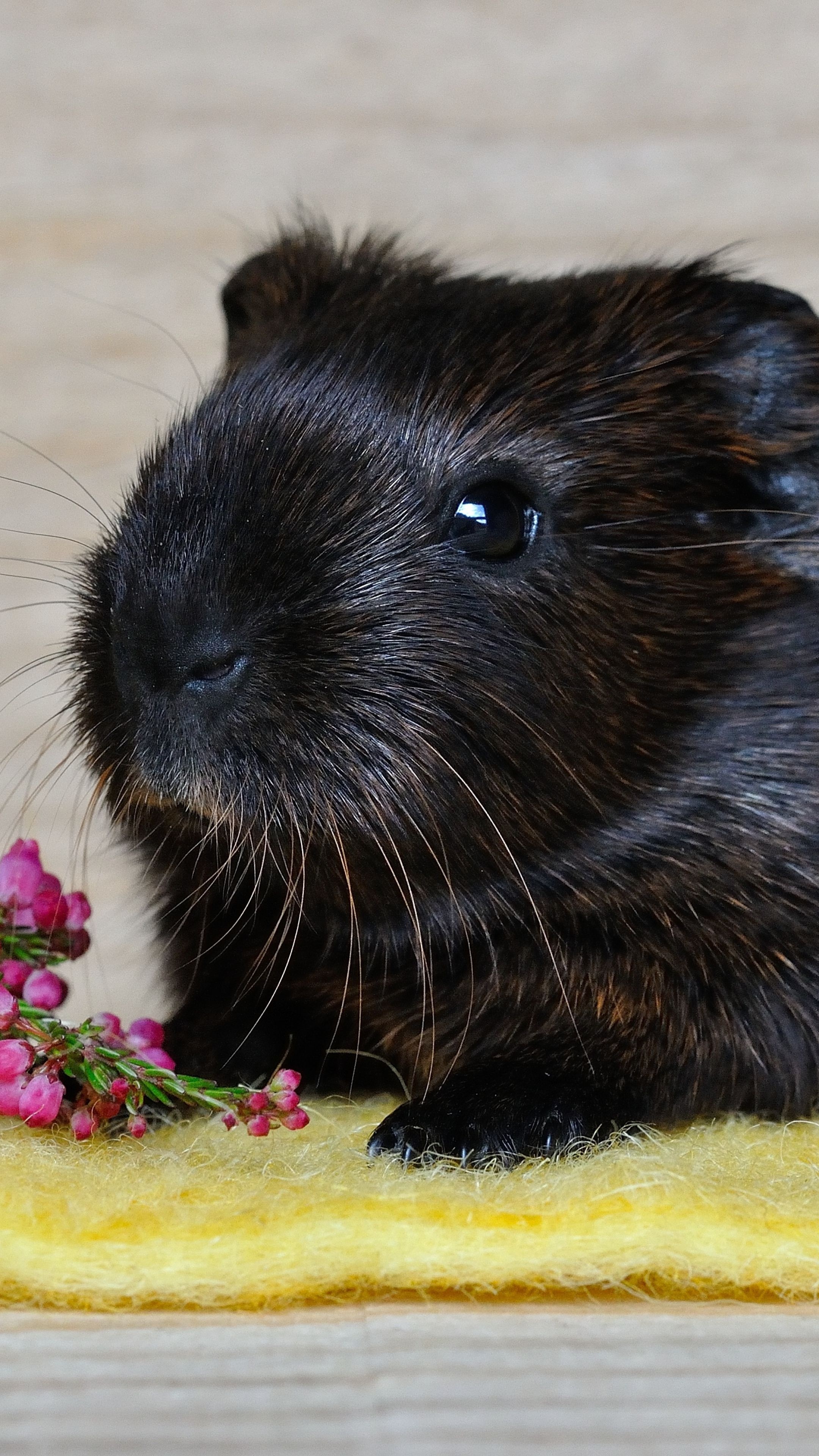 Guinea pig, Pets Wallpaper, 2160x3840 4K Phone