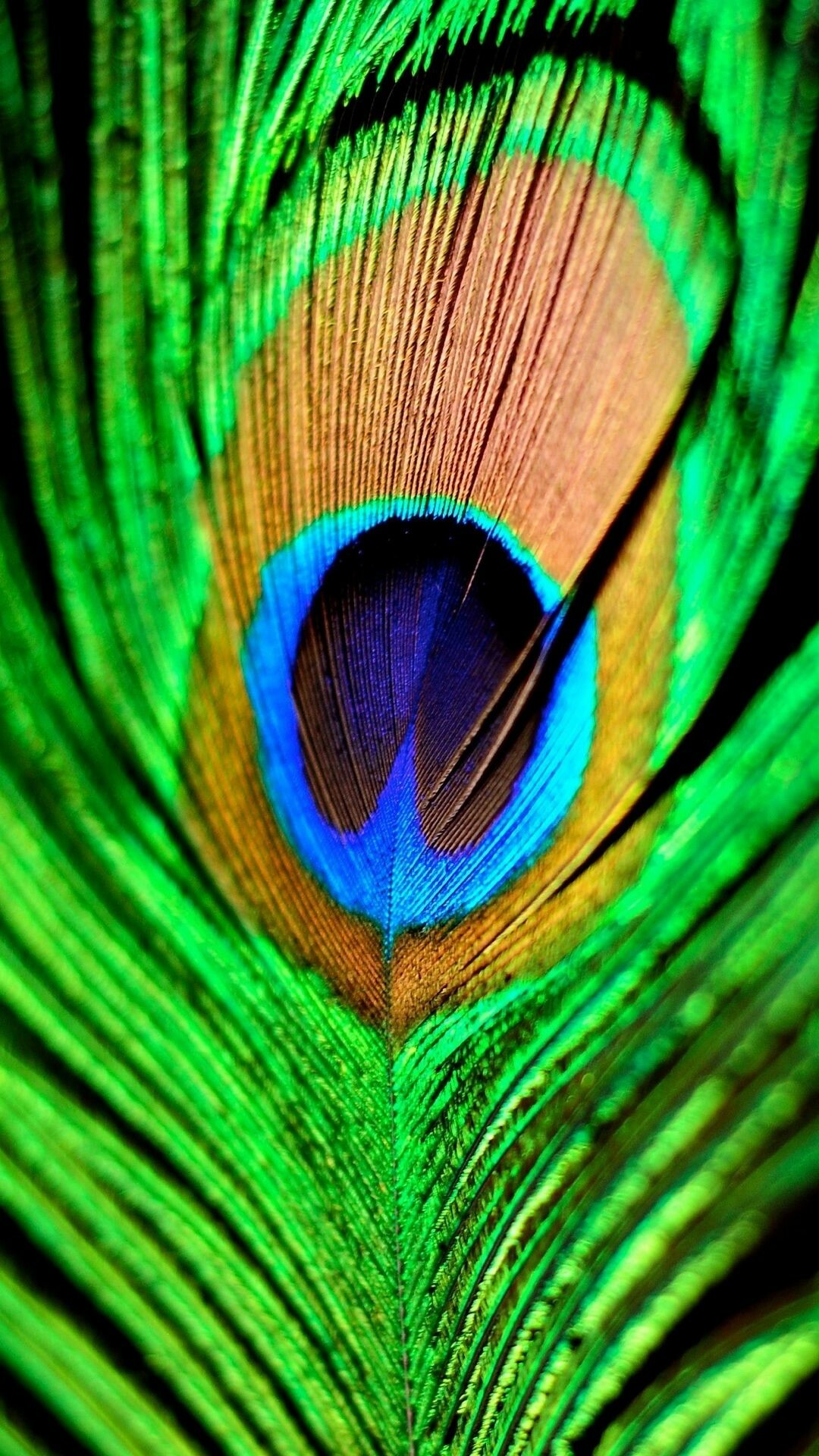 Peacock wallpaper, Striking design, Beautiful bird, Mesmerizing image, 1080x1920 Full HD Phone