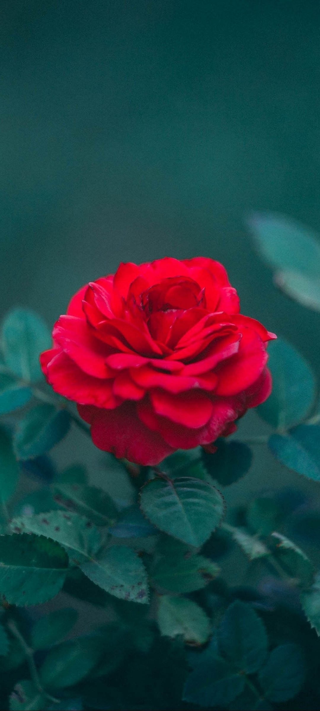 blooming red rose, dark green rose leaves, moody teal background, HD Phone wallpaper