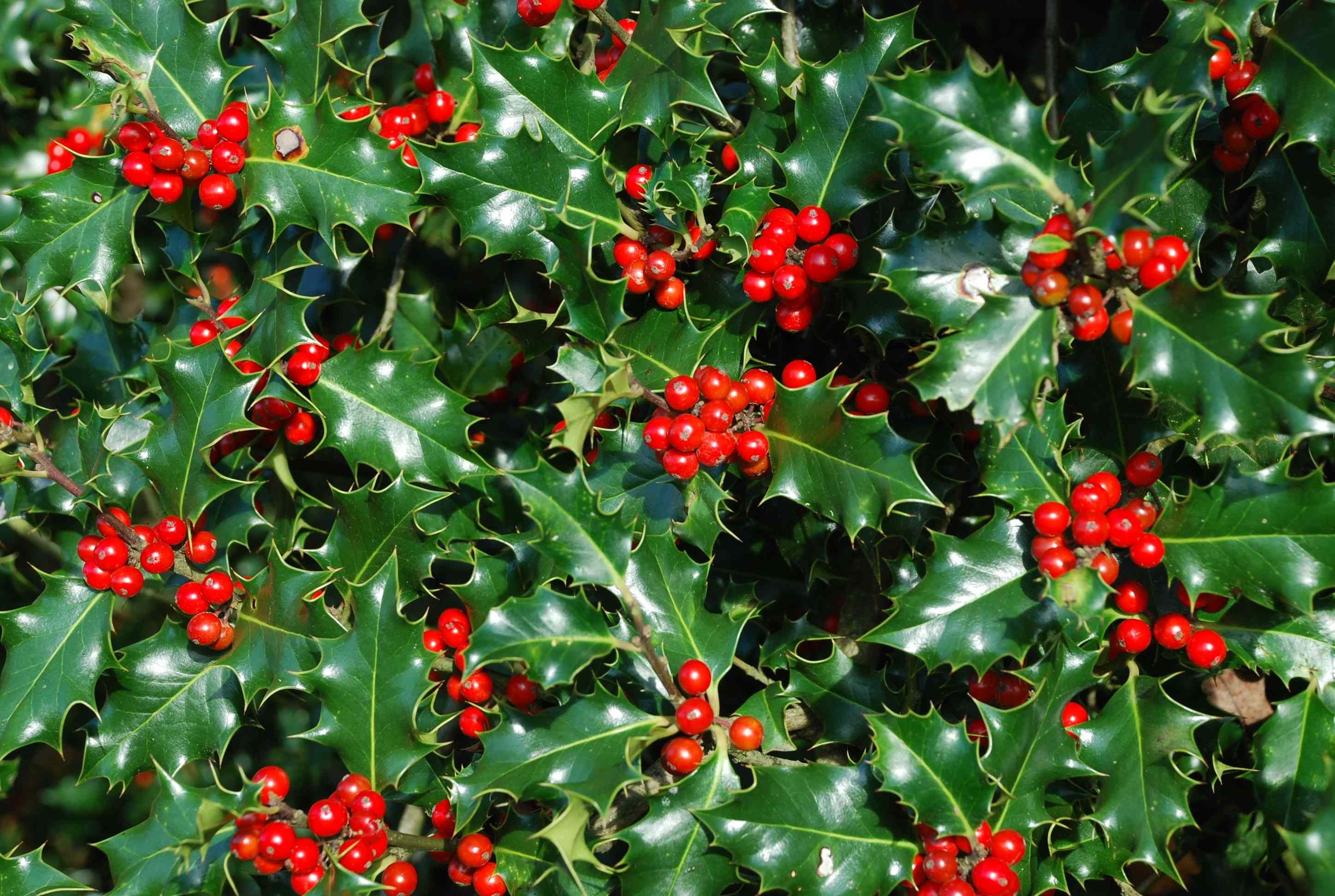 Holly Tree, Web size hedging, Versatile plant, Holly goodness, 2900x1950 HD Desktop