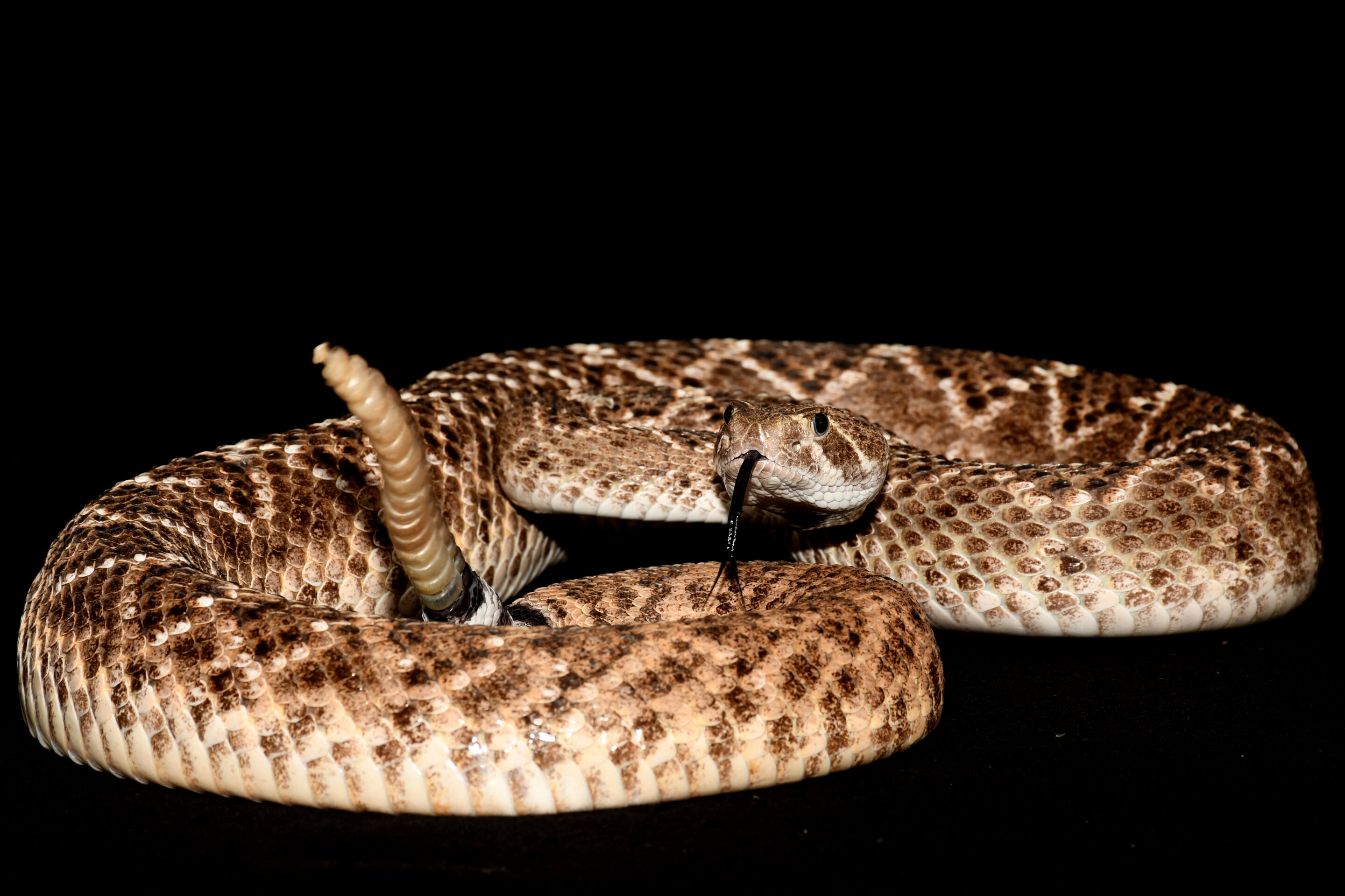 Rattlesnake rattle behavior, Perceptive gamer's ears, Intriguing trick, Mesmerizing sound, 2880x1920 HD Desktop