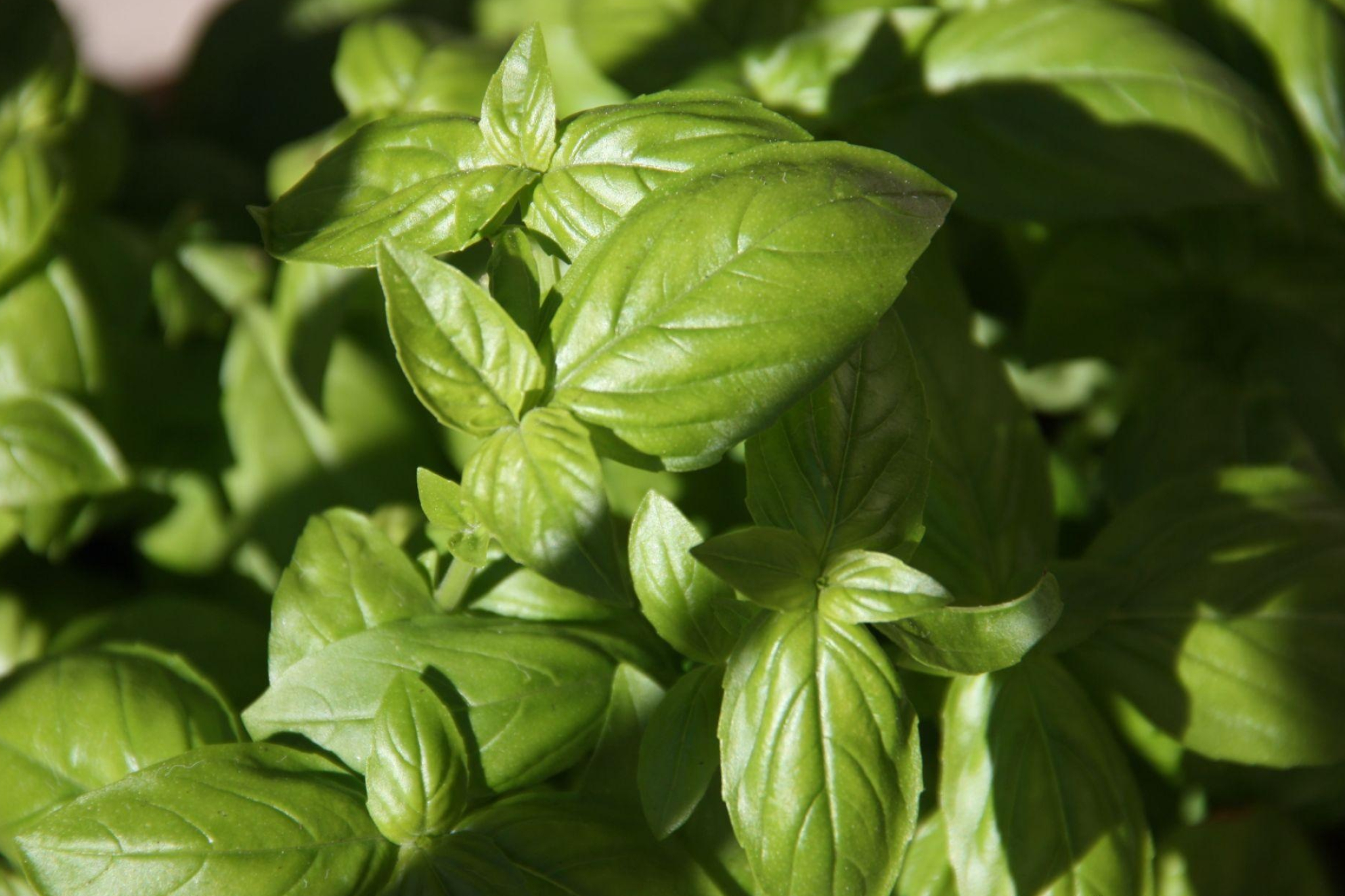 Grow herbs, Grow lights, Laidback gardener, Basil plant, 2050x1370 HD Desktop