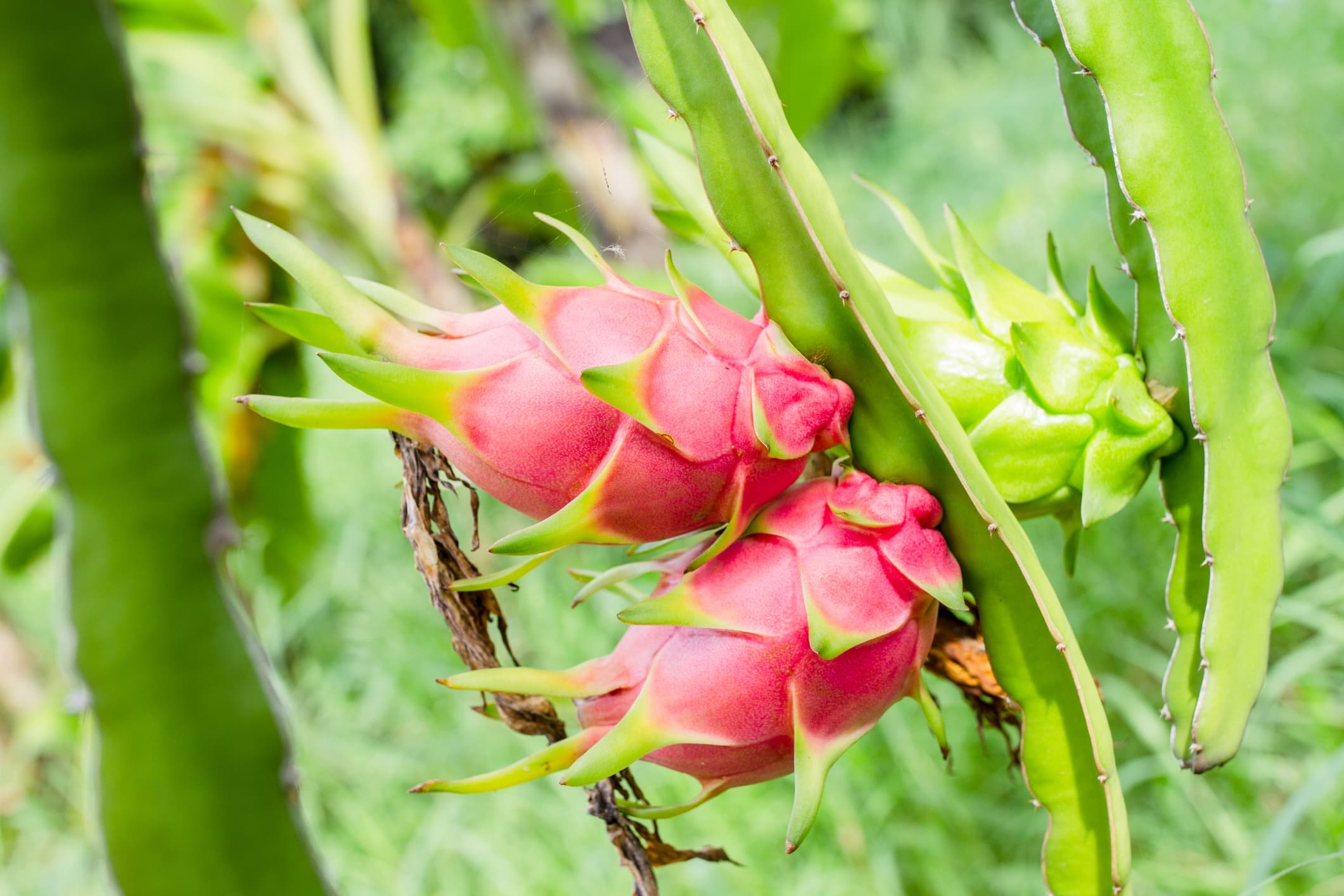 Dragon Fruit, American-grown, Unique cactus variety, Exotic fruit garden, 2130x1420 HD Desktop