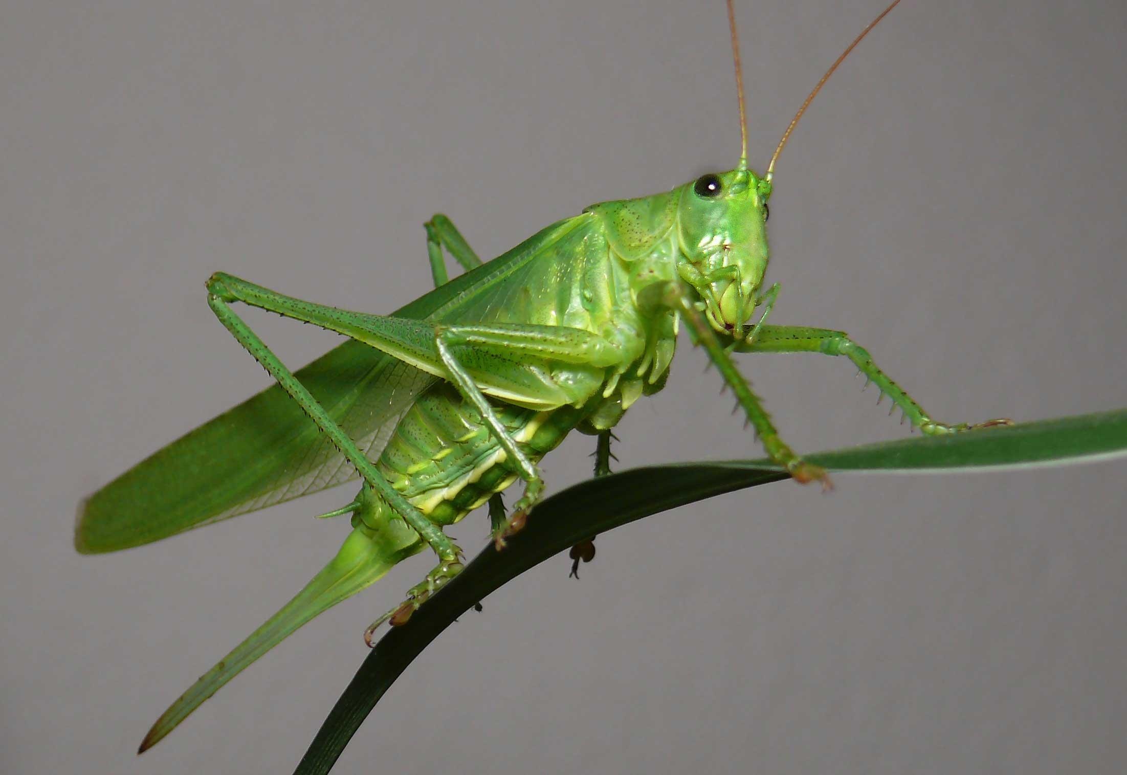 Grasshopper wallpapers, HQ grasshopper pictures, 4K wallpapers, Visual delight, 2210x1520 HD Desktop