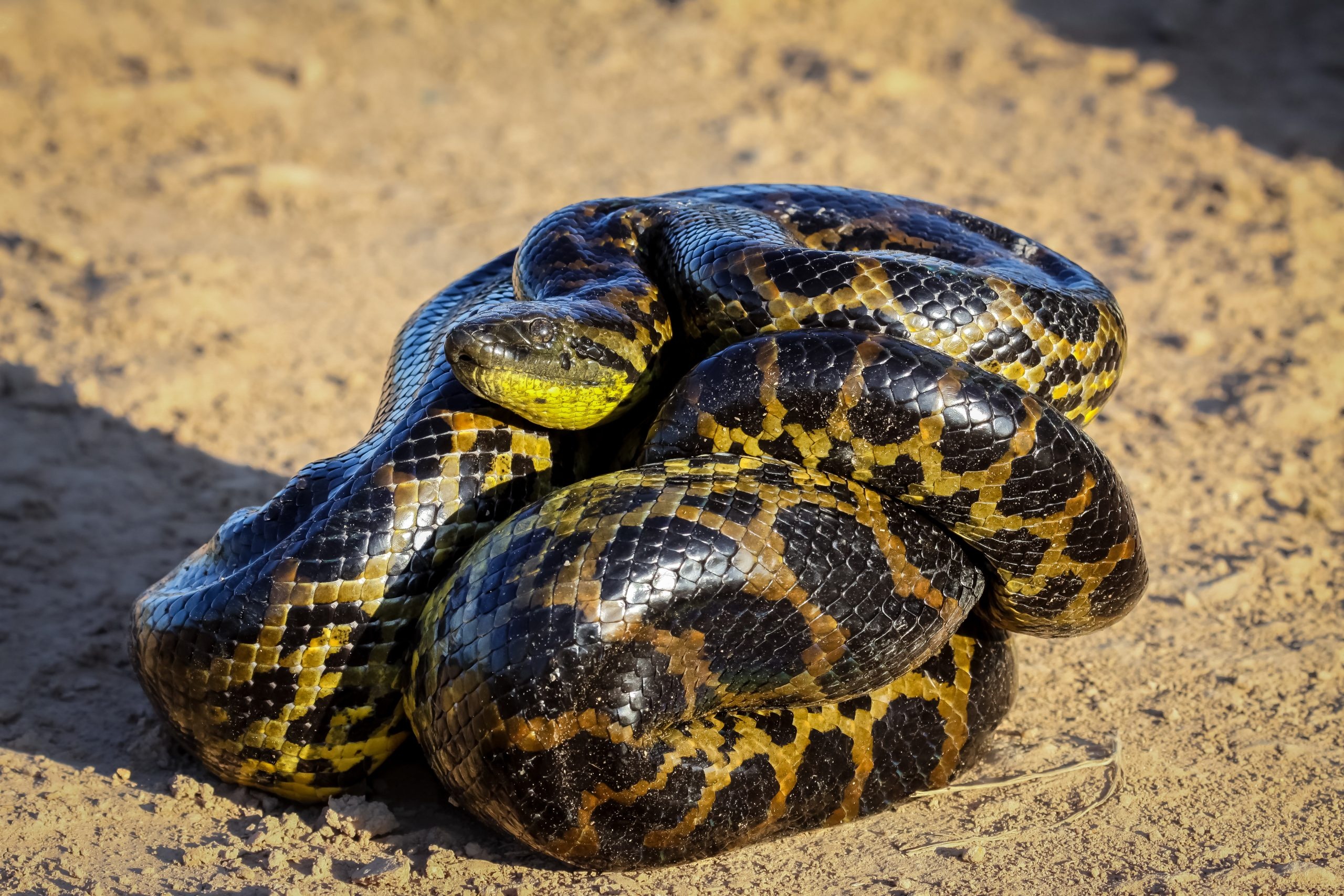 Anaconda, Yellow anaconda, Eugne ferme aux crocodiles, 2560x1710 HD Desktop