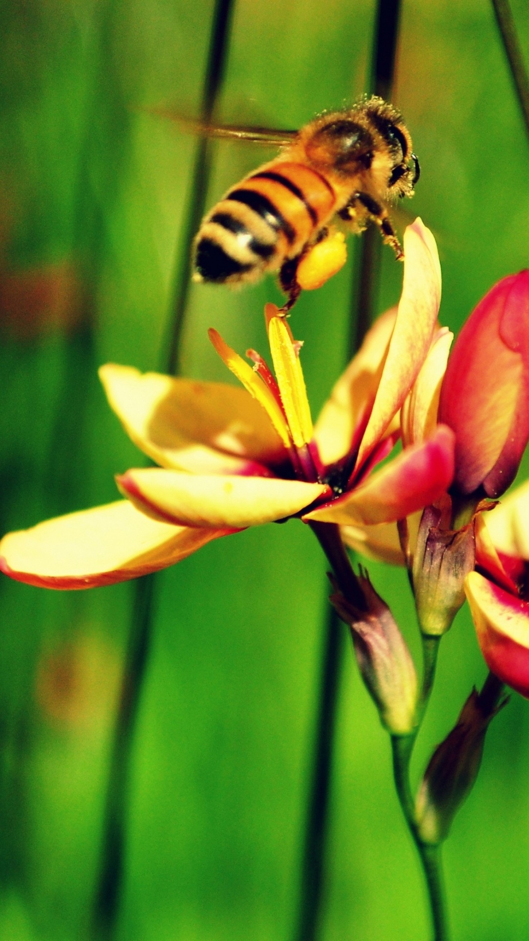 Bee, Animal kingdom, Nature's marvel, Insect wonder, 1080x1920 Full HD Phone