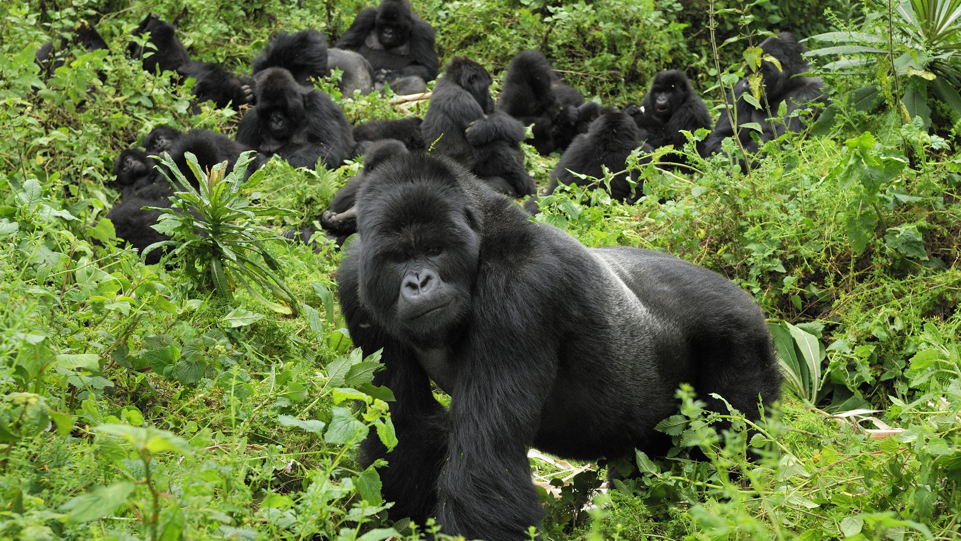 Virunga National Park, Wallpaper, Gorilla, Volcanoes National Park, 1920x1080 Full HD Desktop