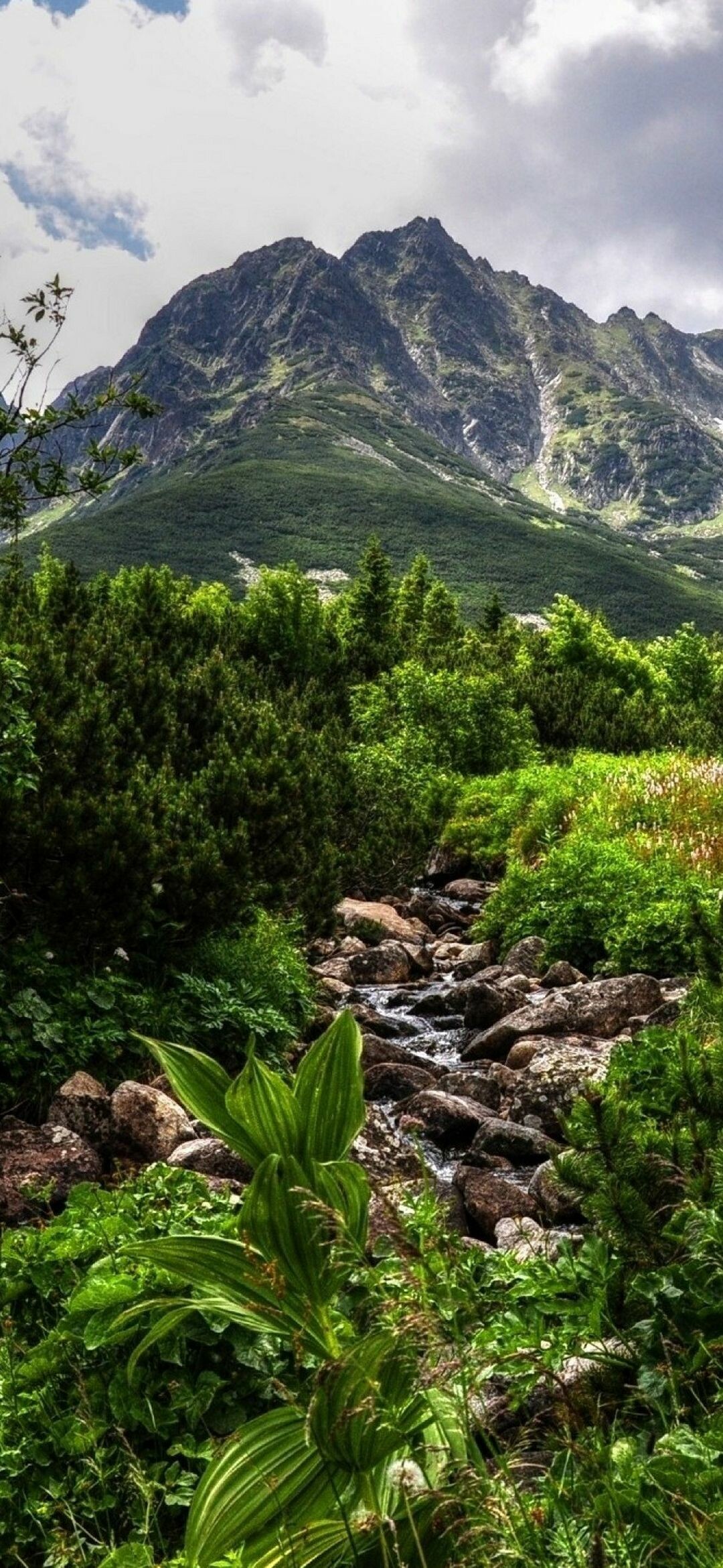 Mountain, Jungles Wallpaper, 1080x2340 HD Phone