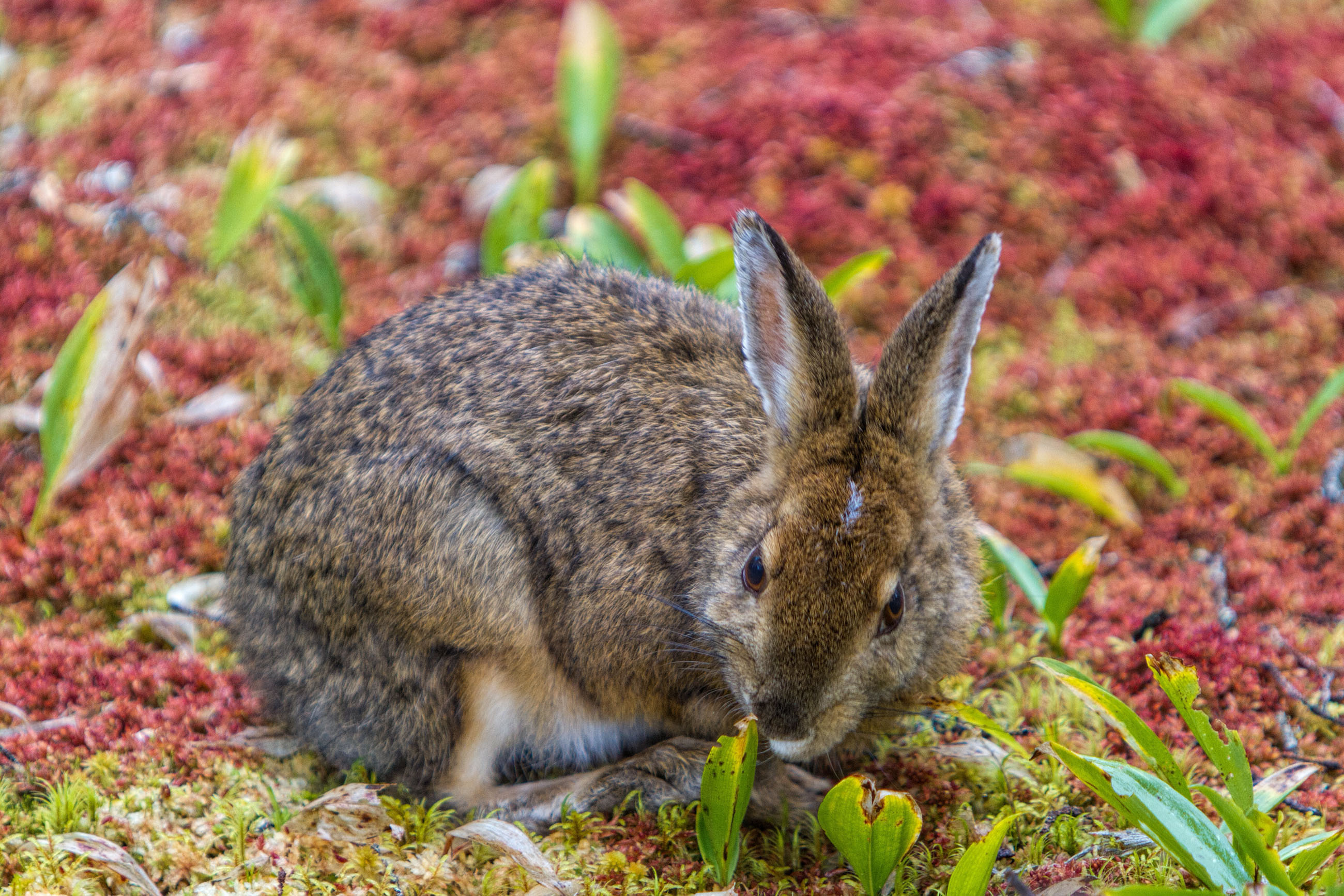 Snowshoe, Hares Wallpaper, 2600x1740 HD Desktop