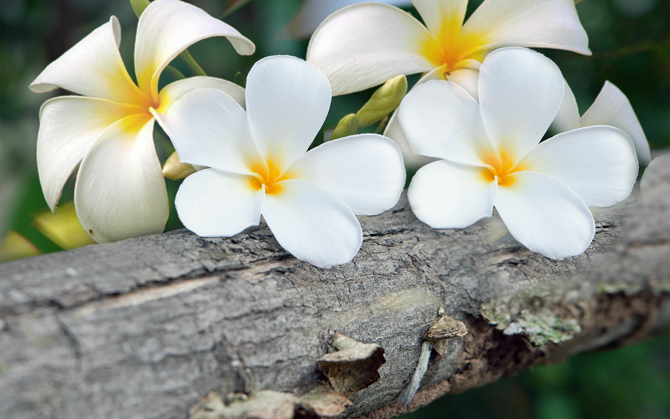 Plumeria tree wallpaper, Pink flowering trees, HD beauty, Nature's delicacy, 2560x1600 HD Desktop