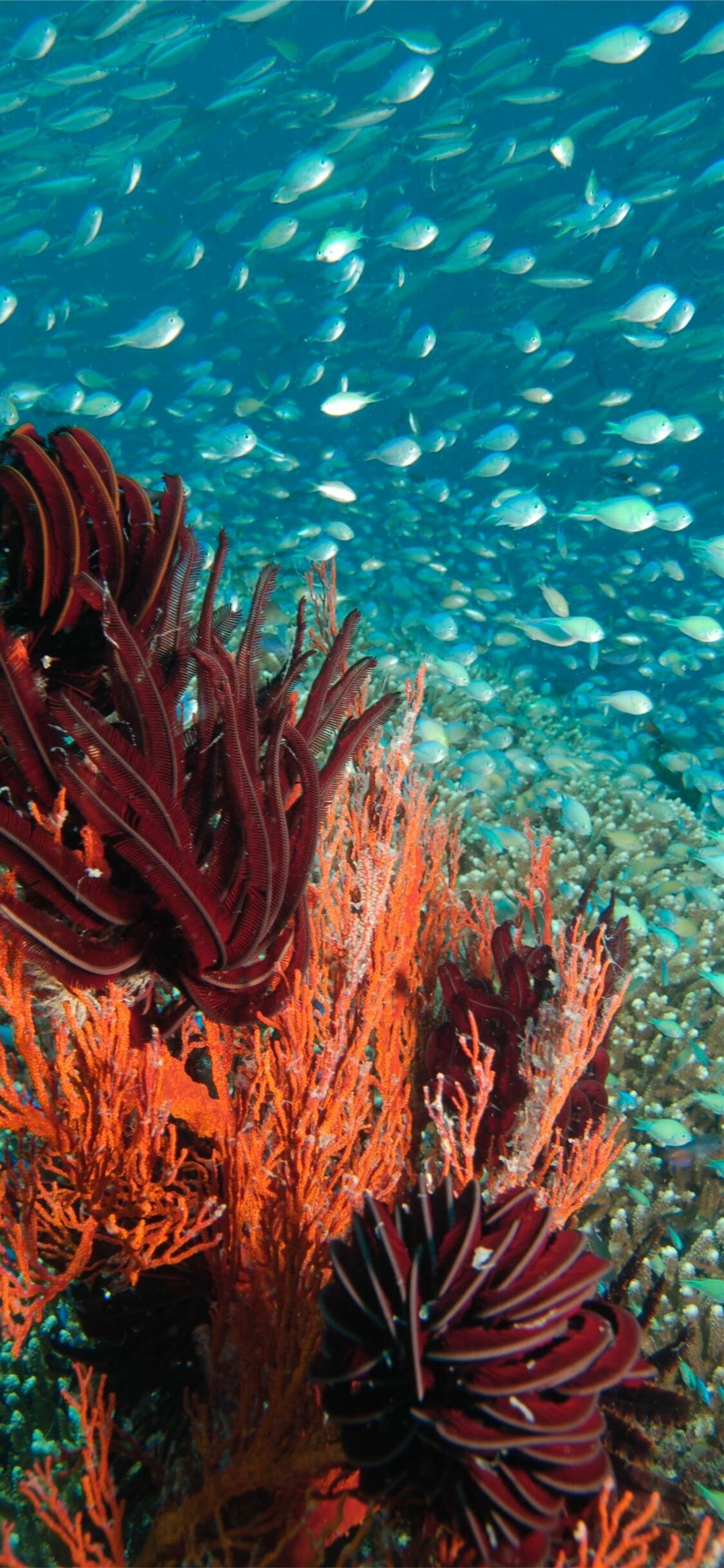 Great Barrier Reef, Underwater wonders, Colorful corals, Marine paradise, 1130x2440 HD Phone