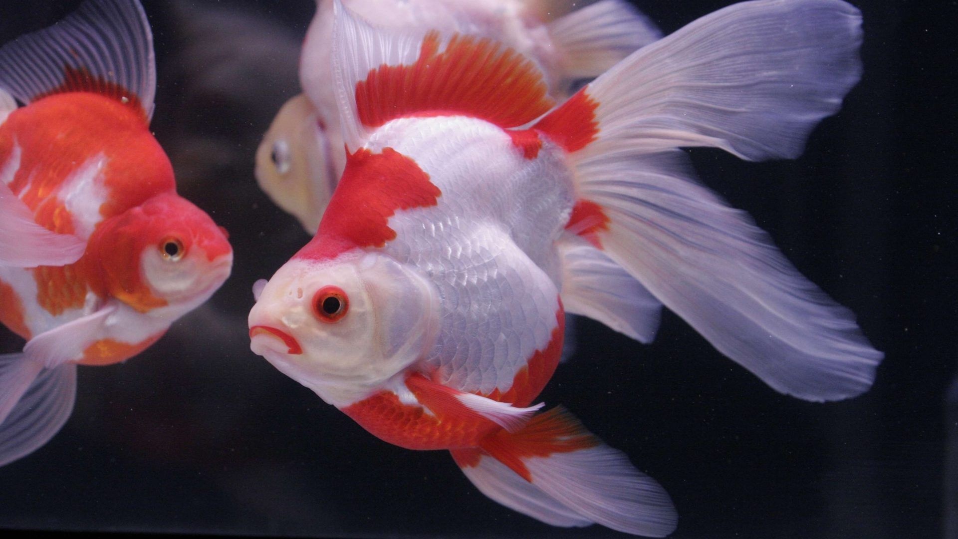 Goldfish, Ocean wildlife, Underwater wallpapers, Aquatic beauty, 1920x1080 Full HD Desktop