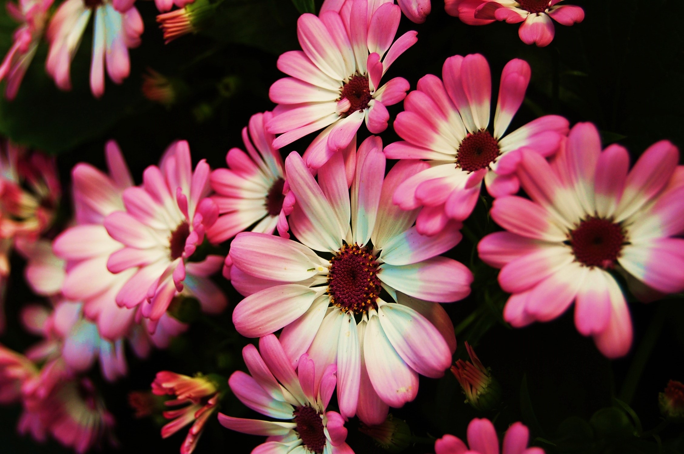 Pericallis hybrida flowers, Pink white daisy petals, Dark background floral bloom, HD Desktop wallpaper