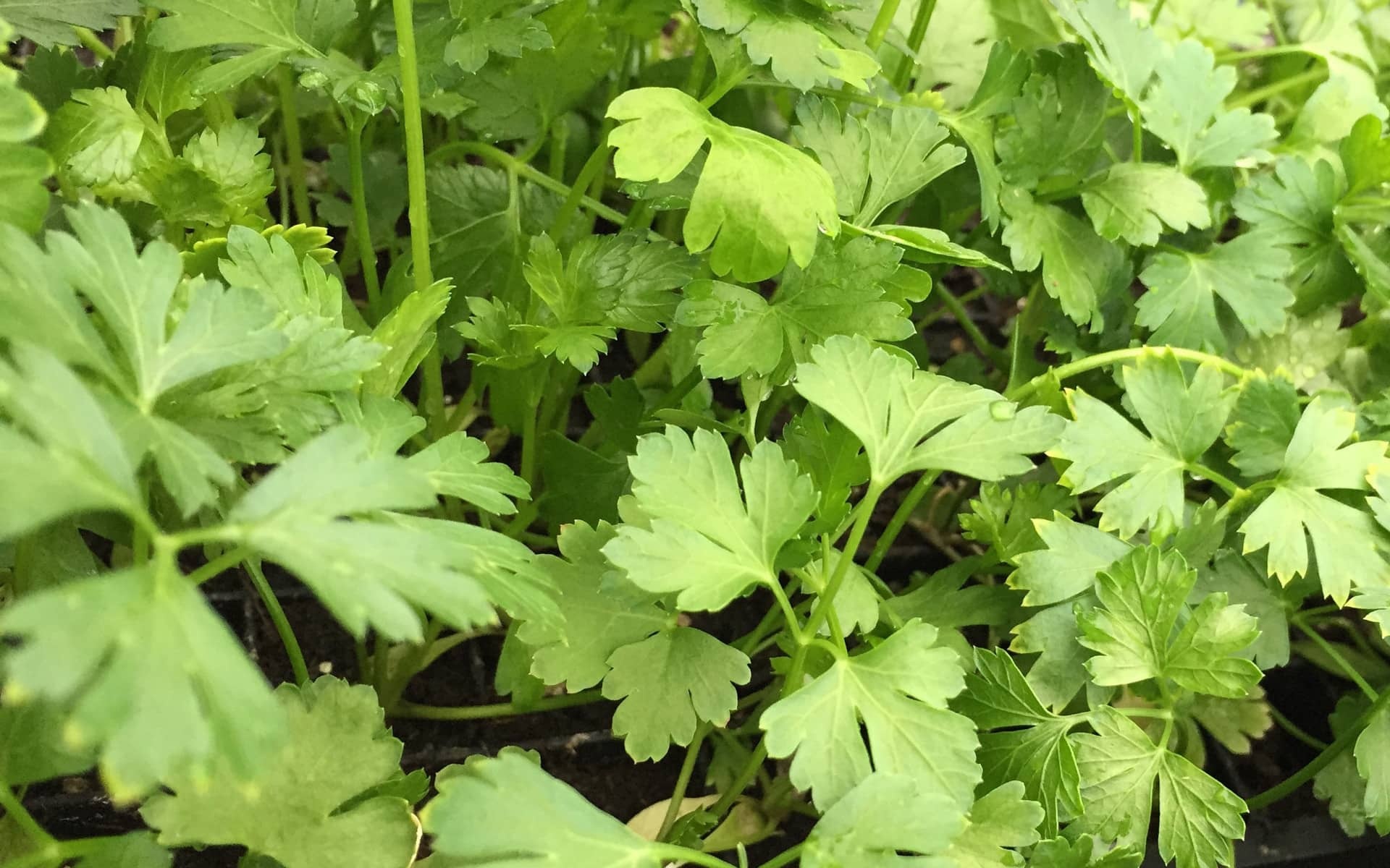 Fresh parsley leaves, Culinary herb, Vitality booster, Herb community, 1920x1200 HD Desktop